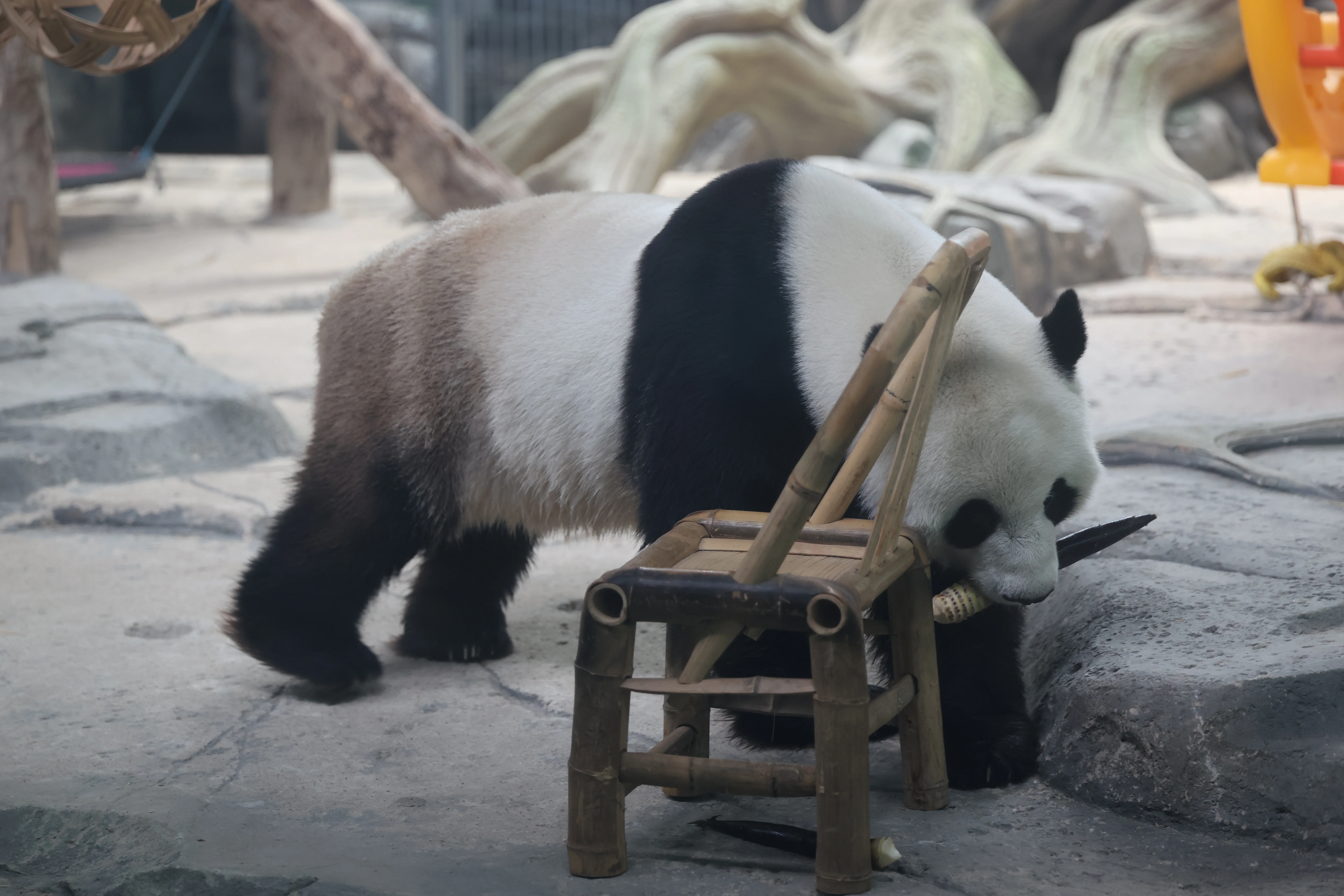 Wuhan Zoo