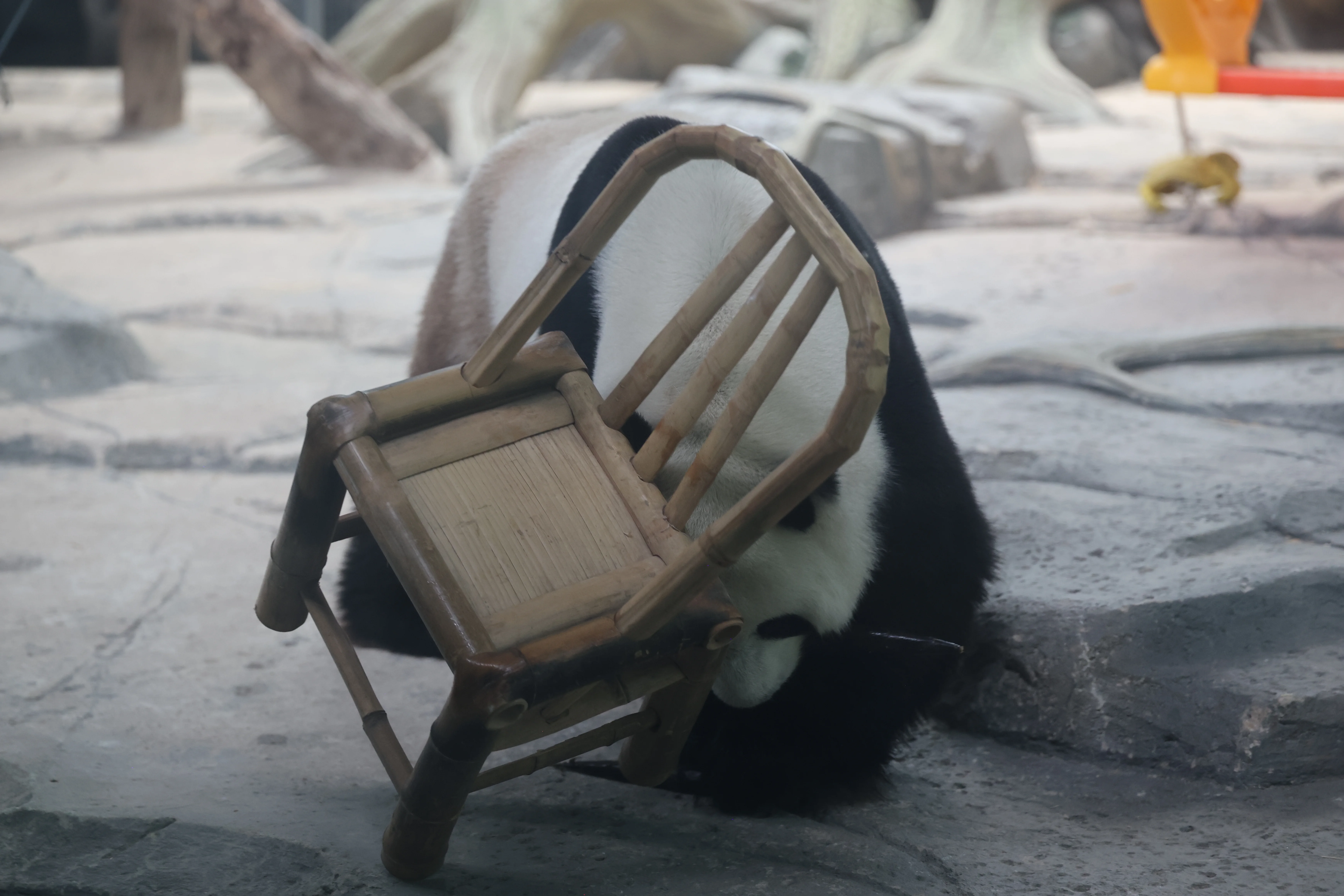 Wuhan Zoo
