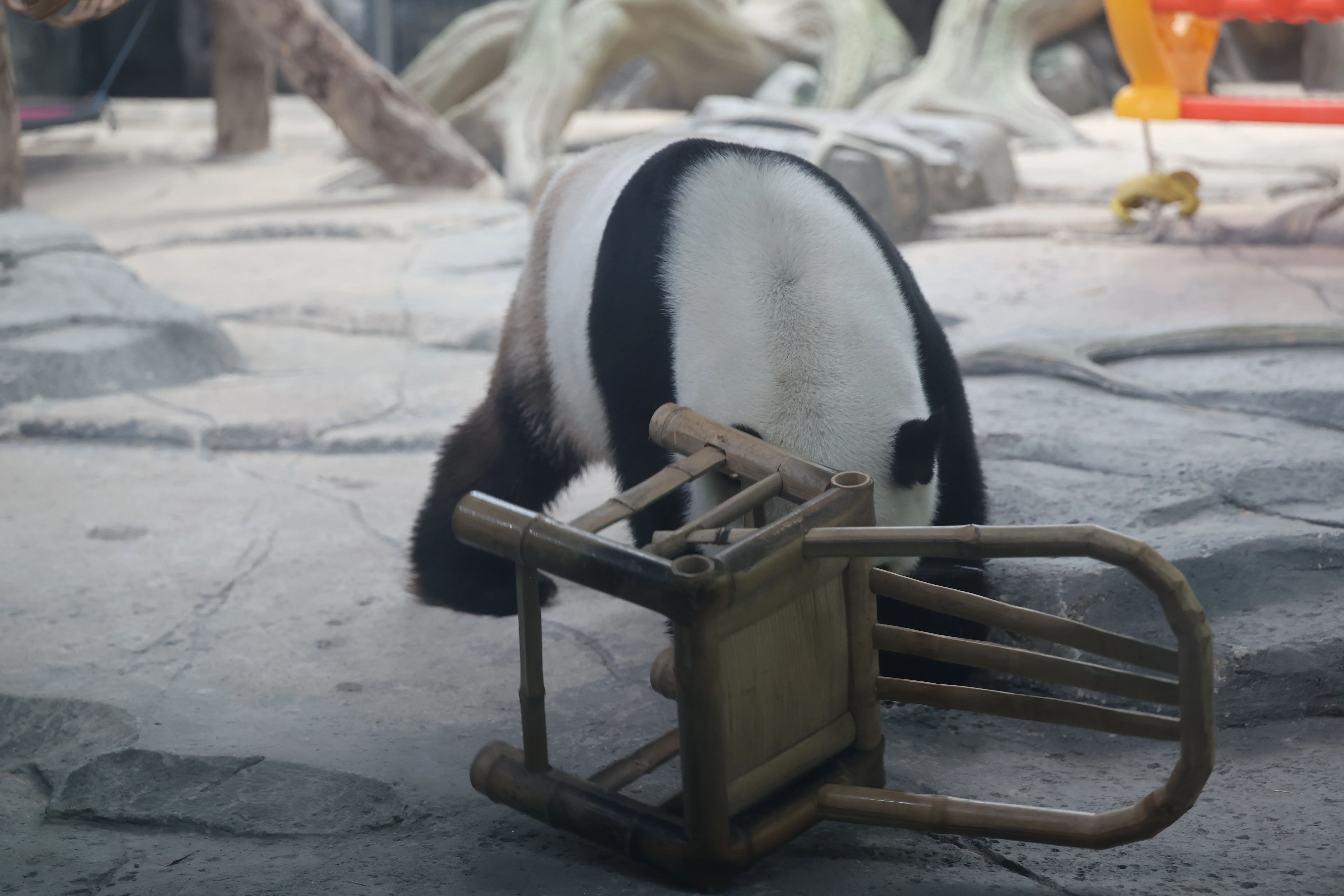 Wuhan Zoo