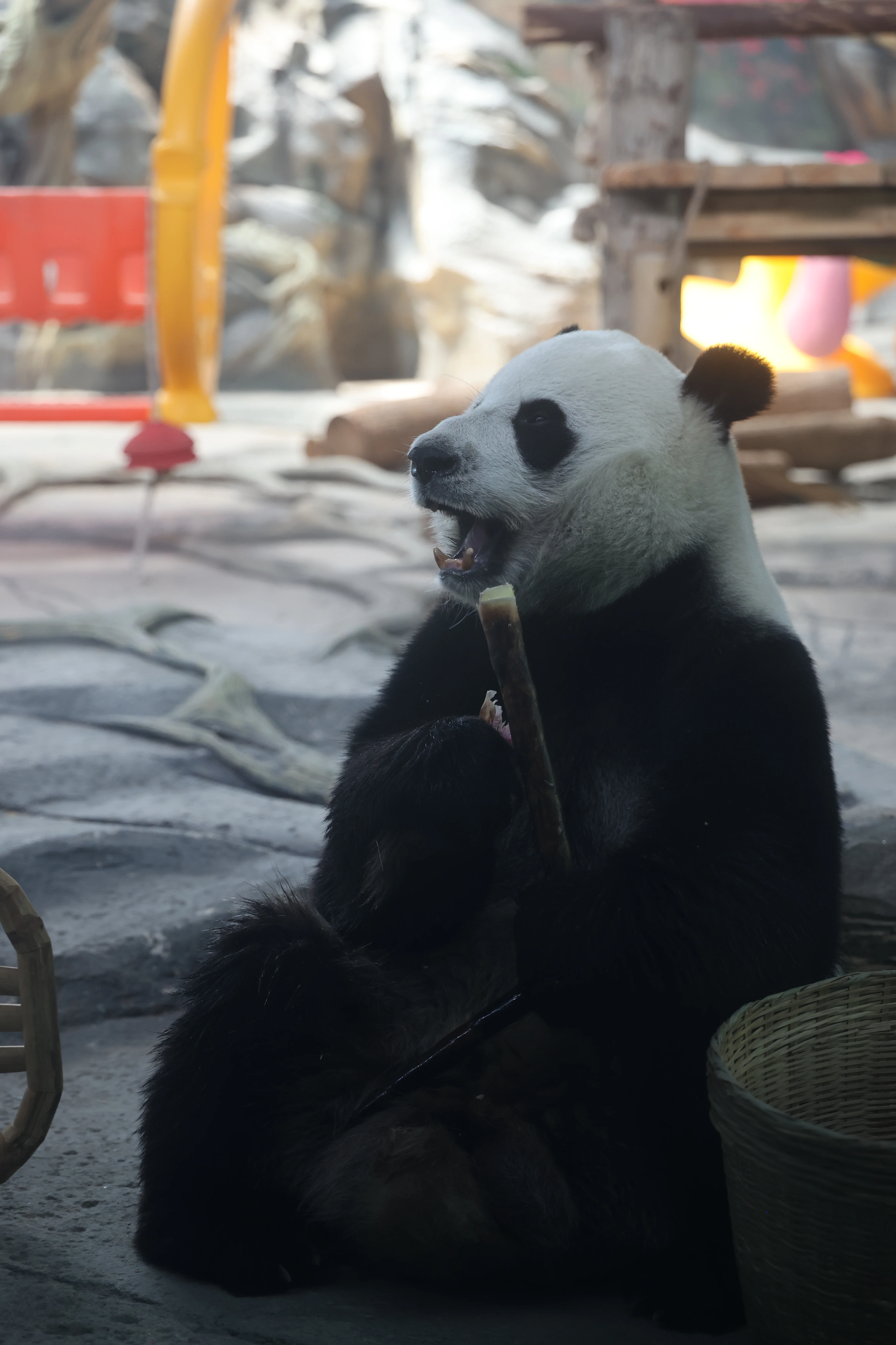 Wuhan Zoo