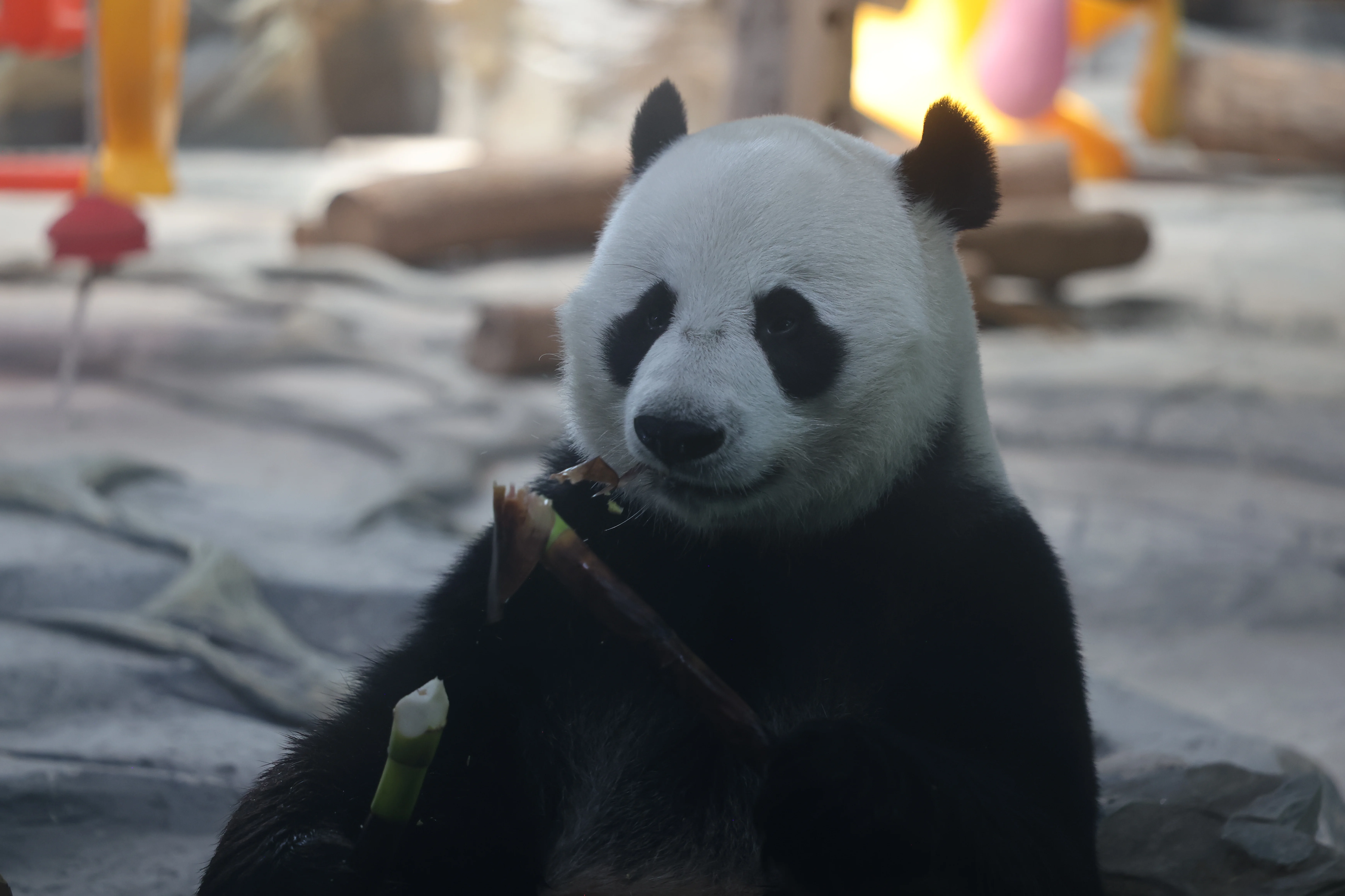 Wuhan Zoo