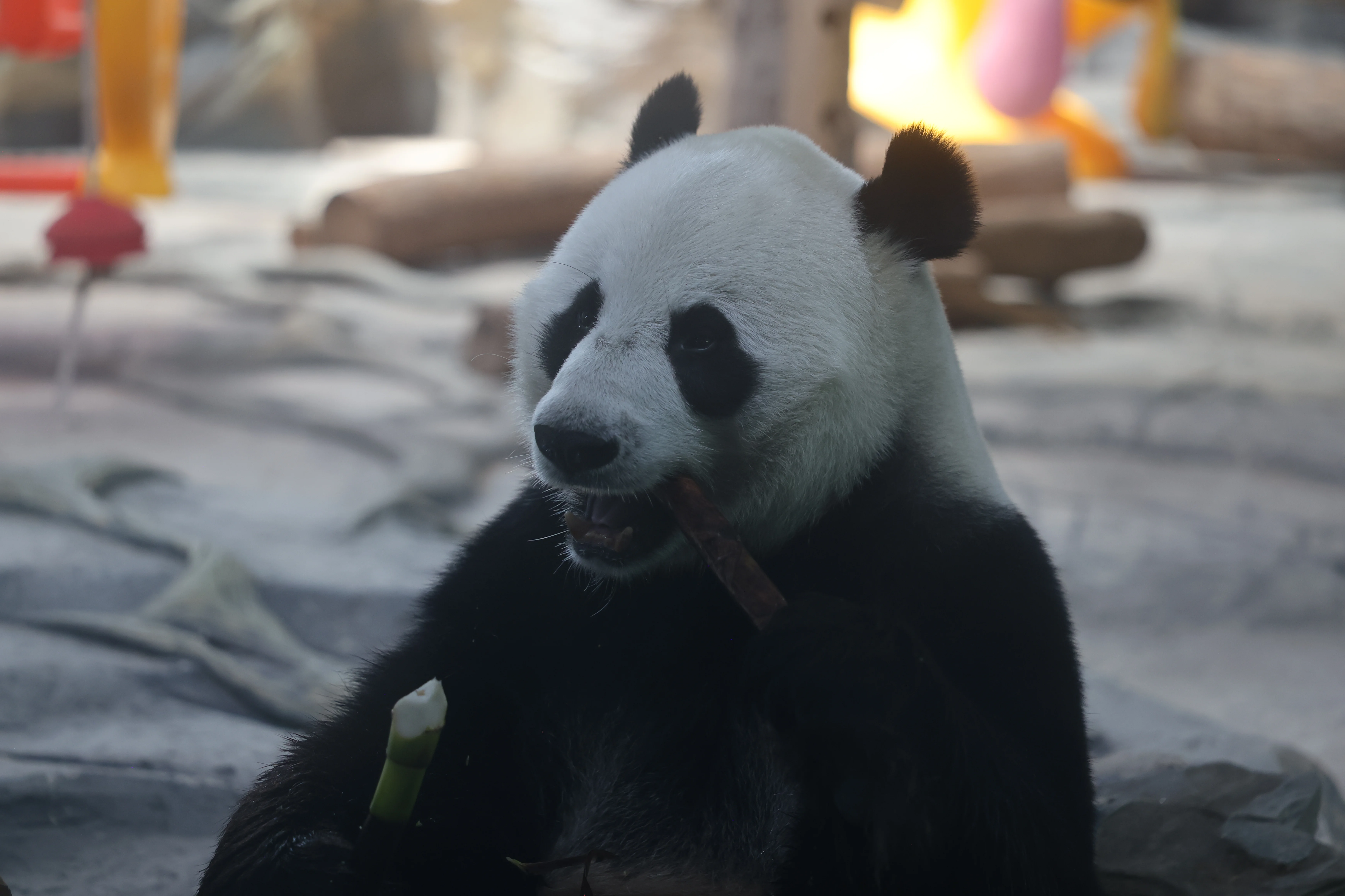 Wuhan Zoo