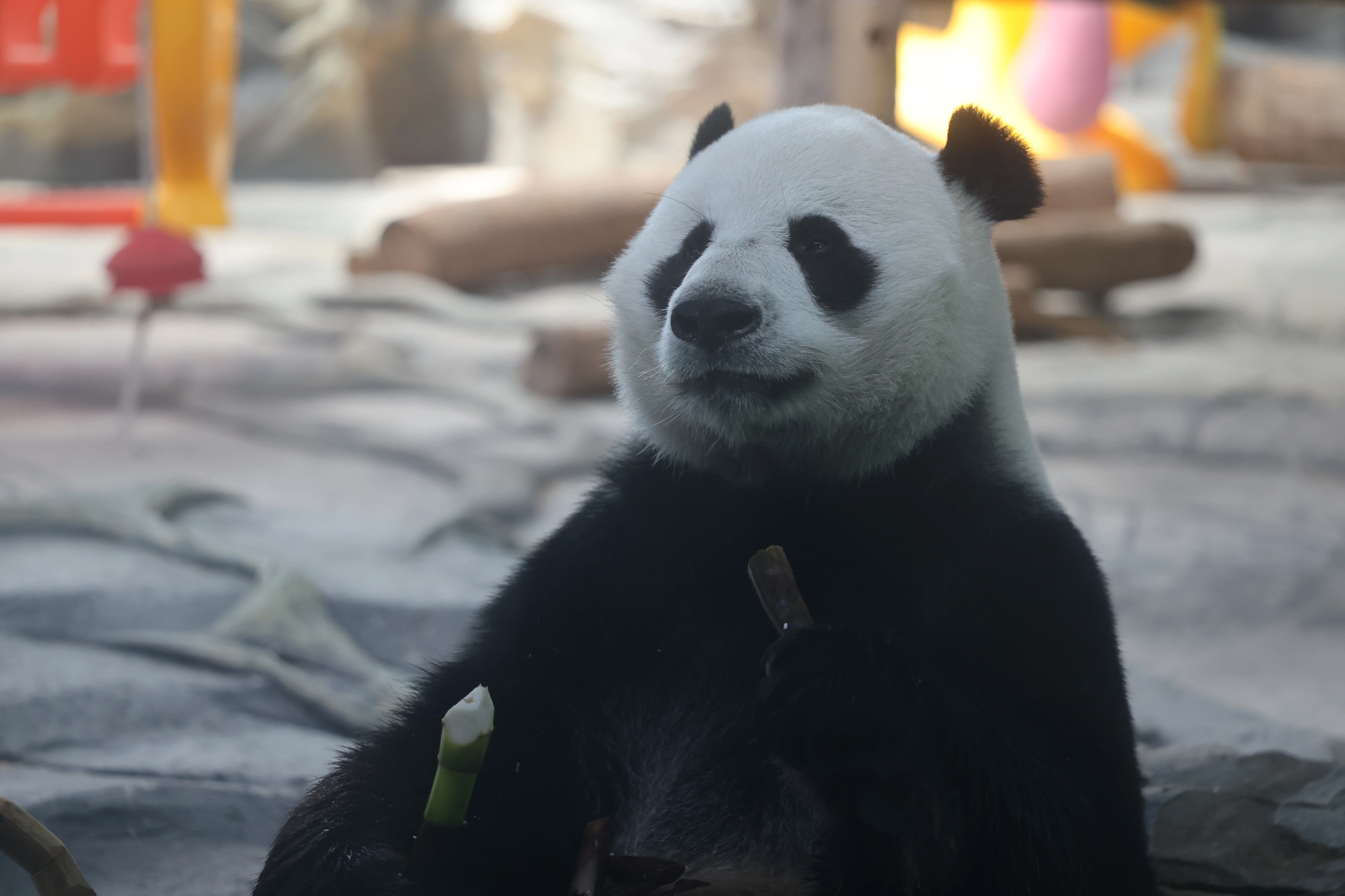 Wuhan Zoo