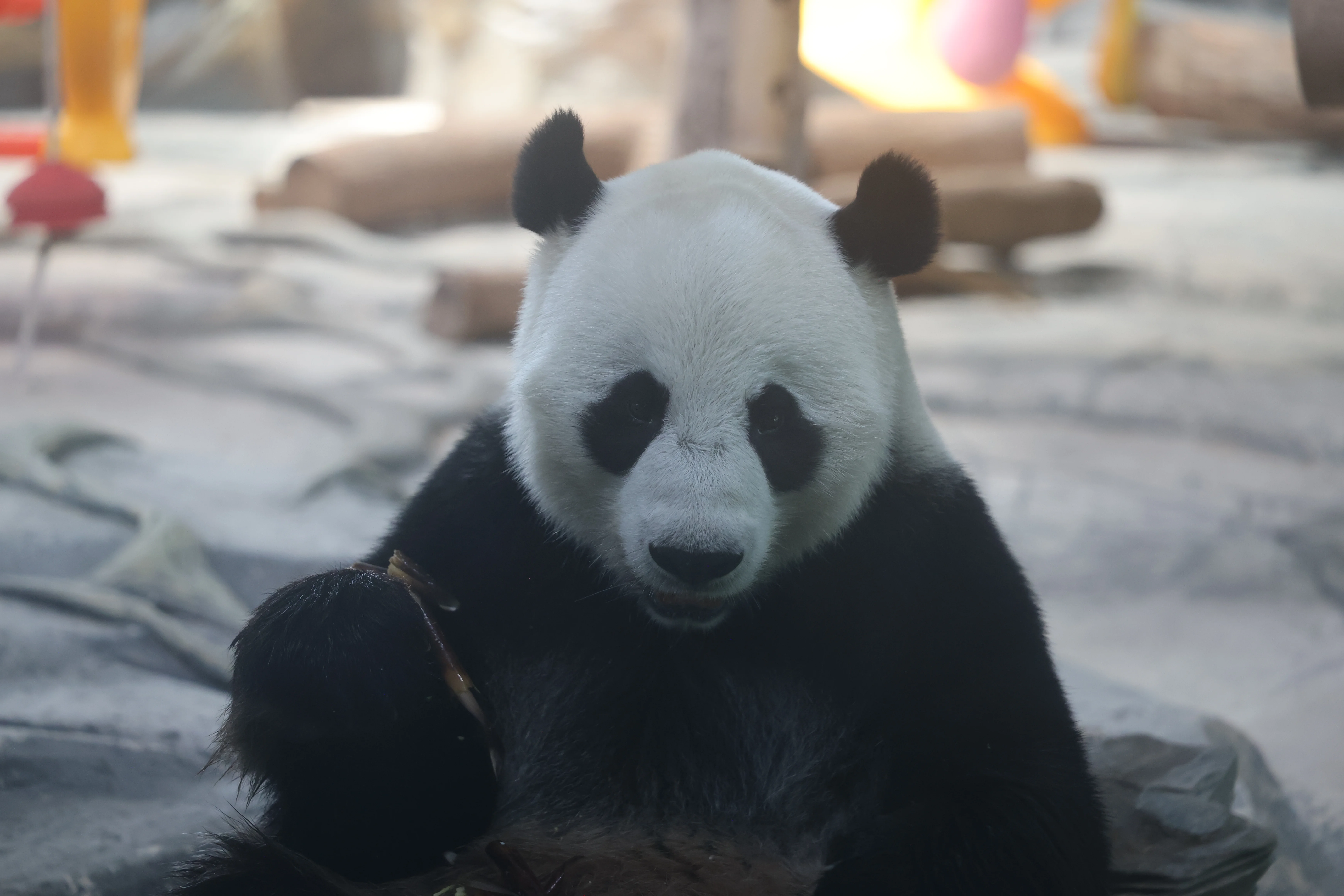 Wuhan Zoo