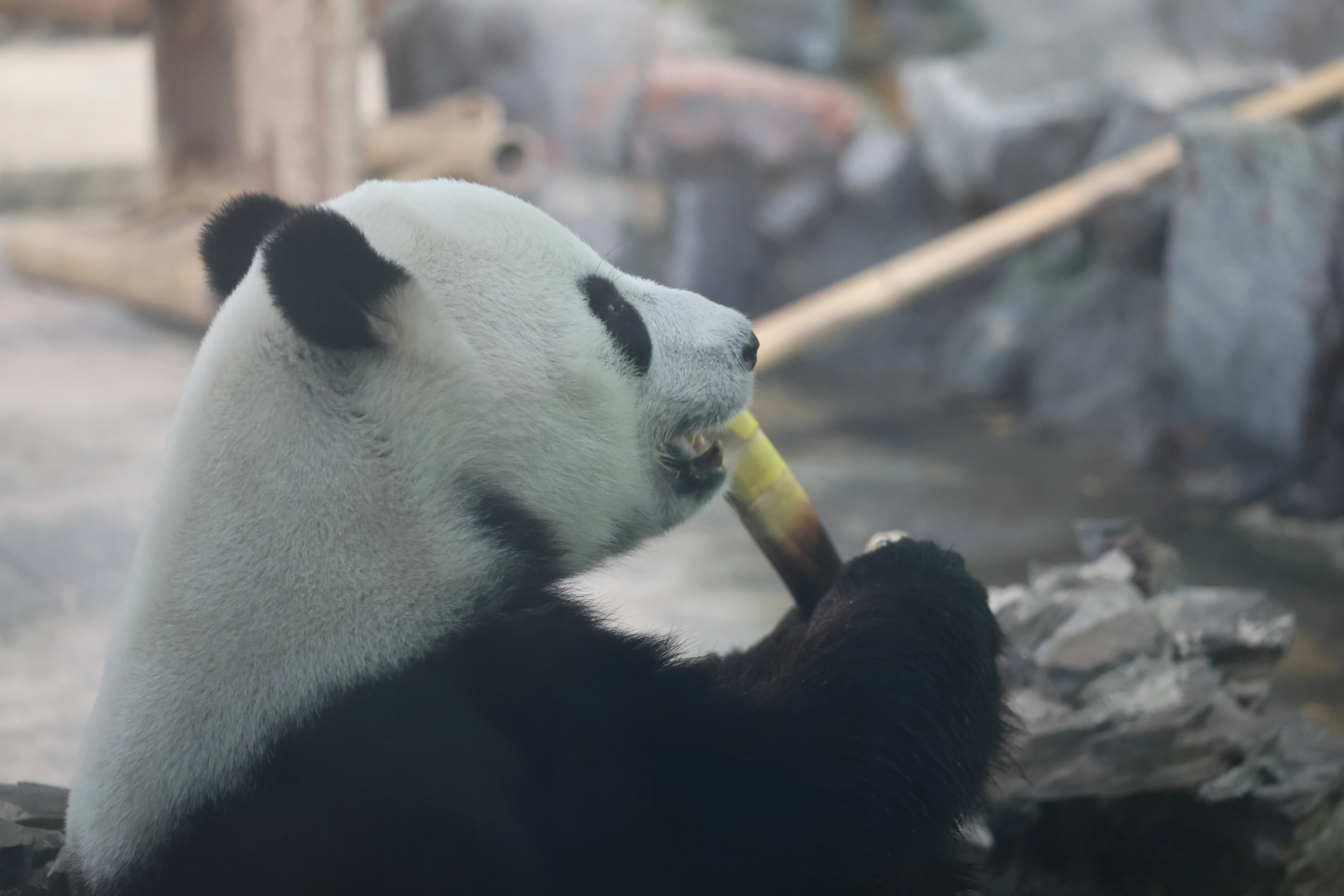 Wuhan Zoo
