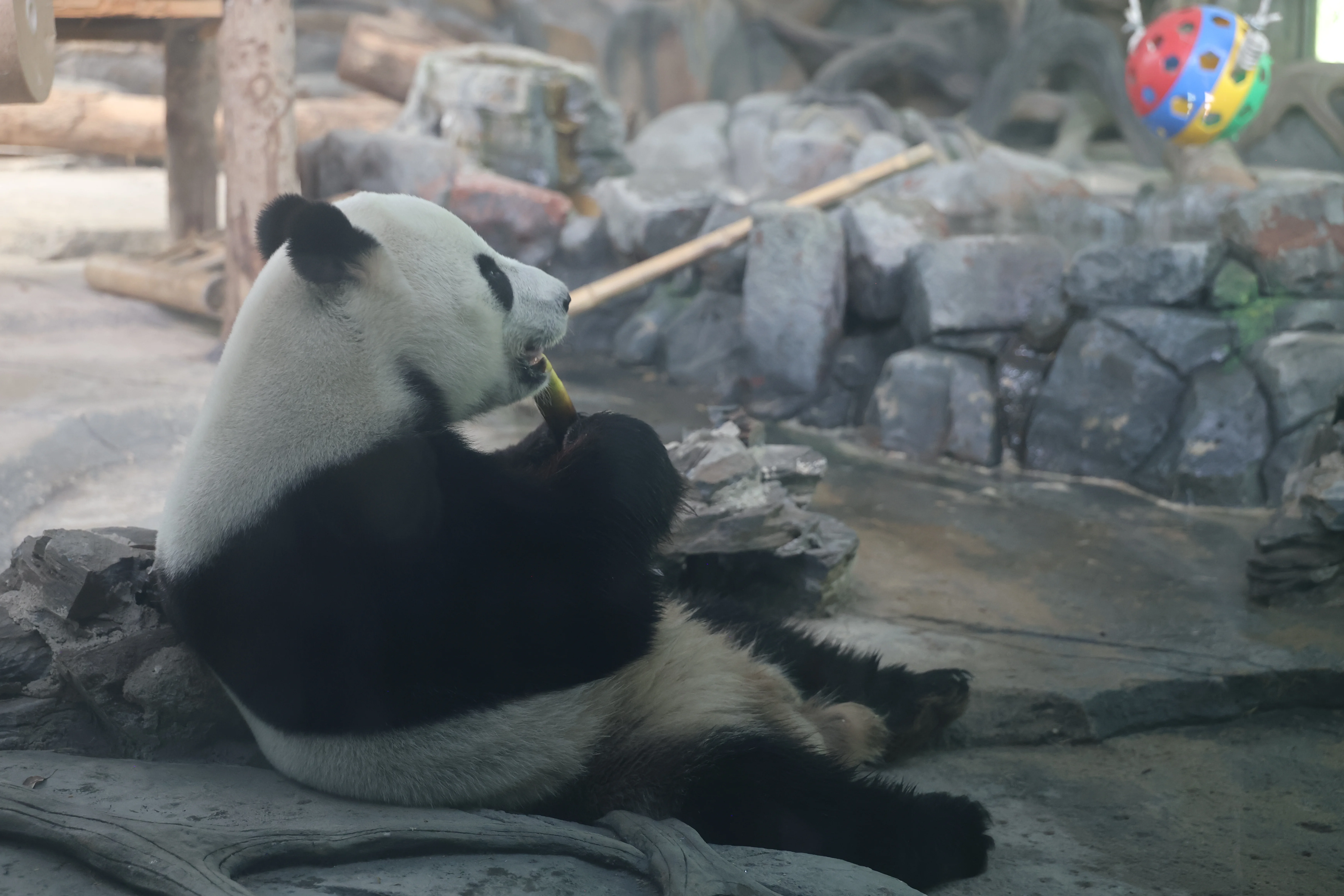 Wuhan Zoo