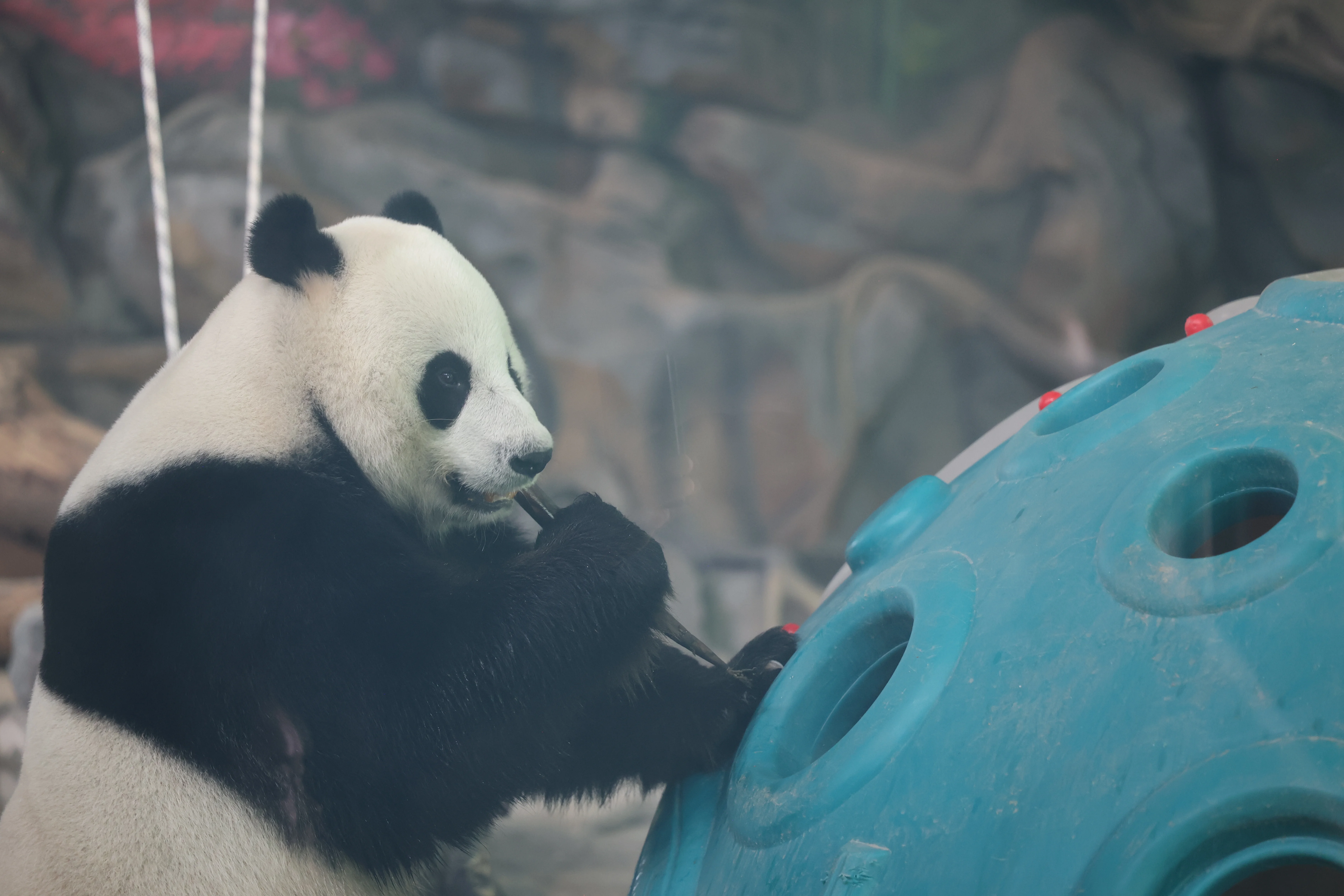 Wuhan Zoo