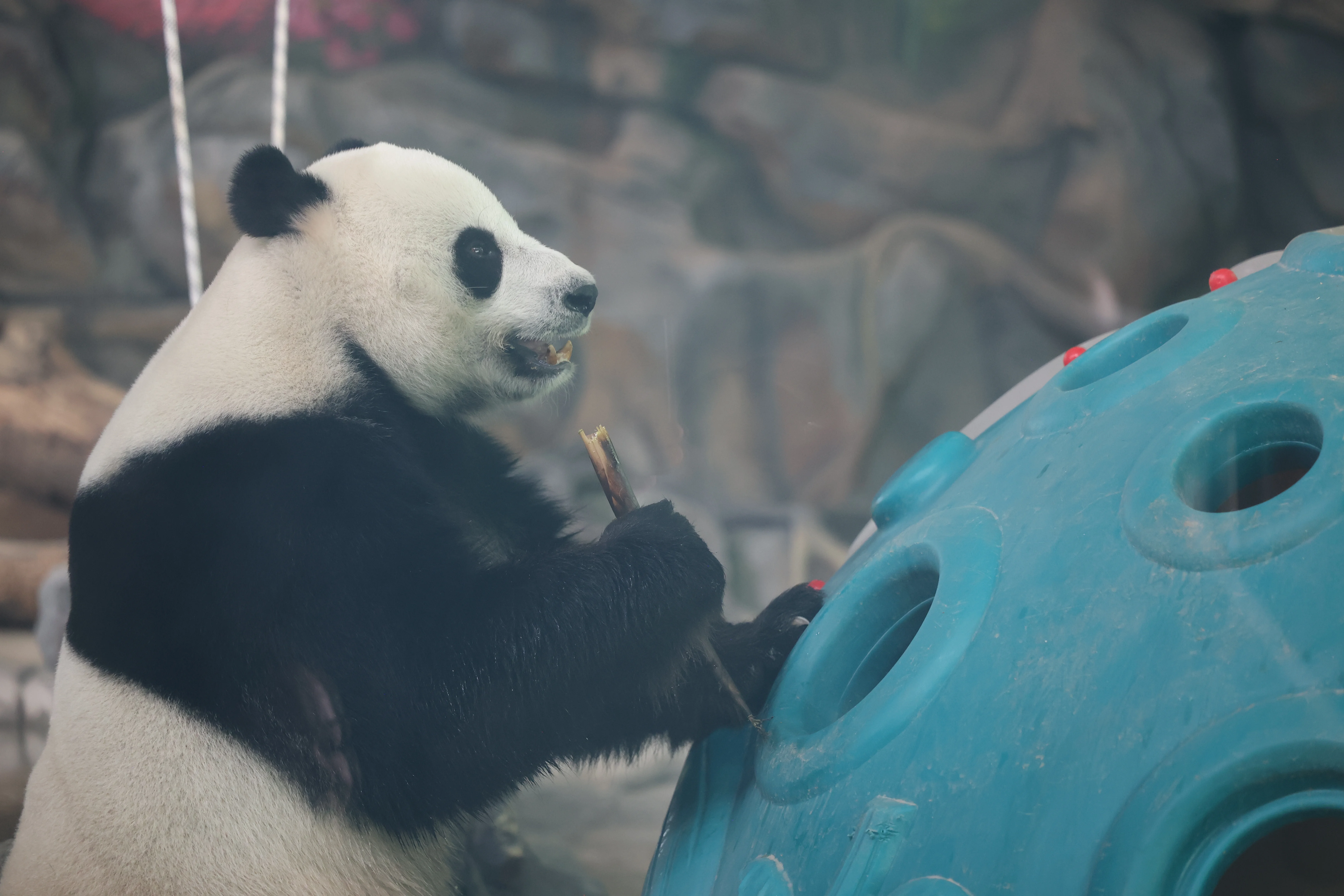Wuhan Zoo