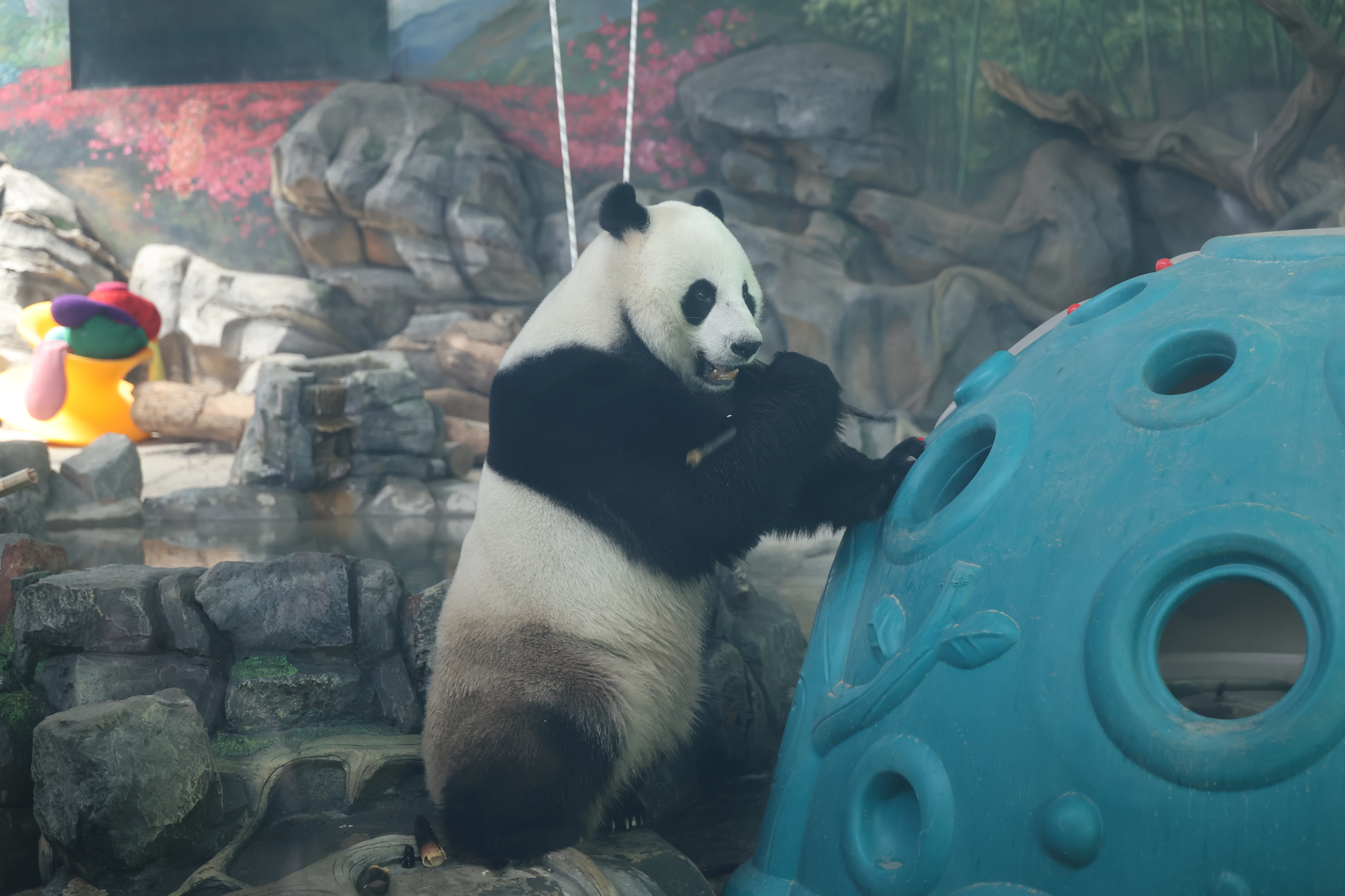 Wuhan Zoo