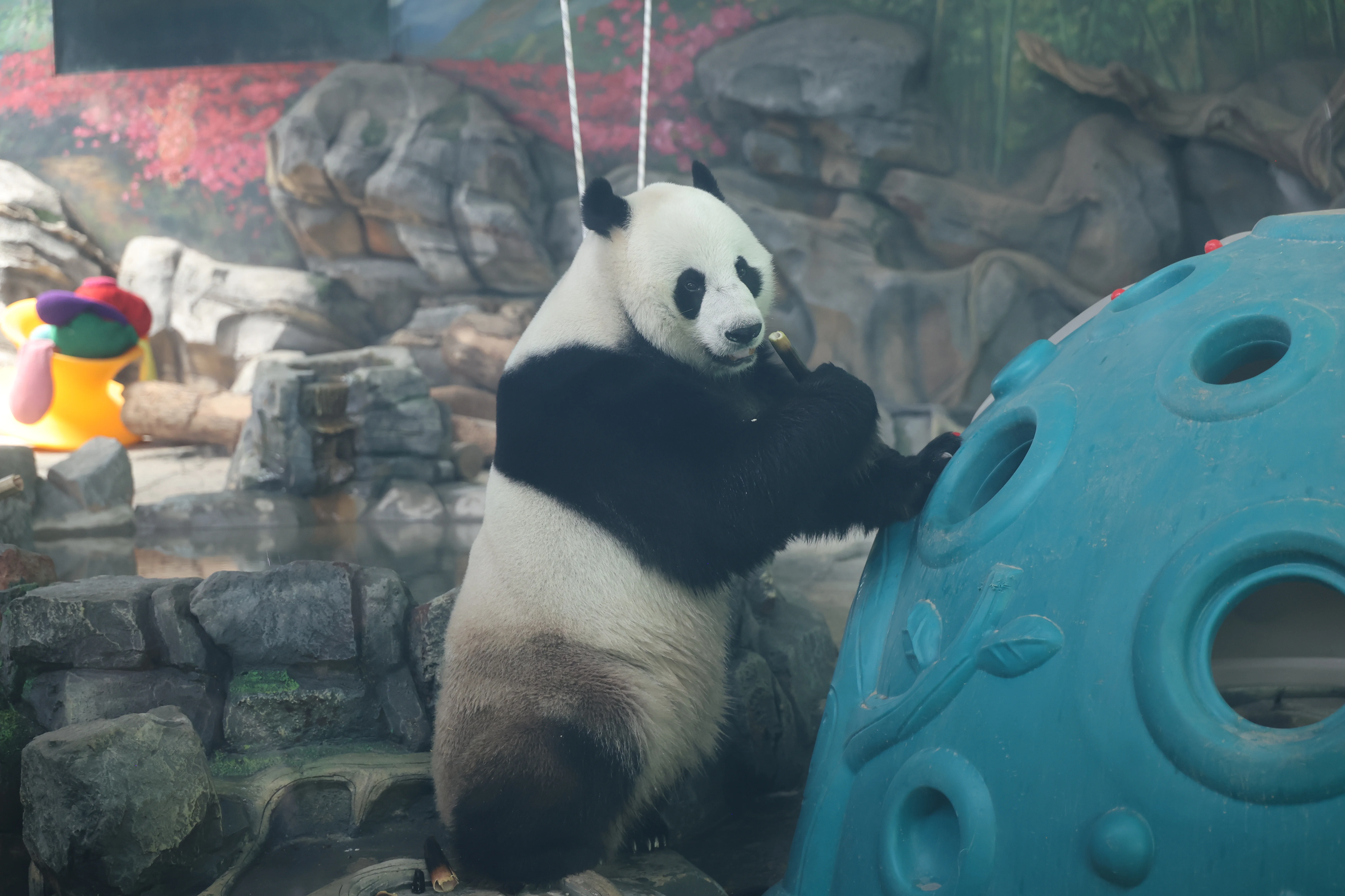 Wuhan Zoo
