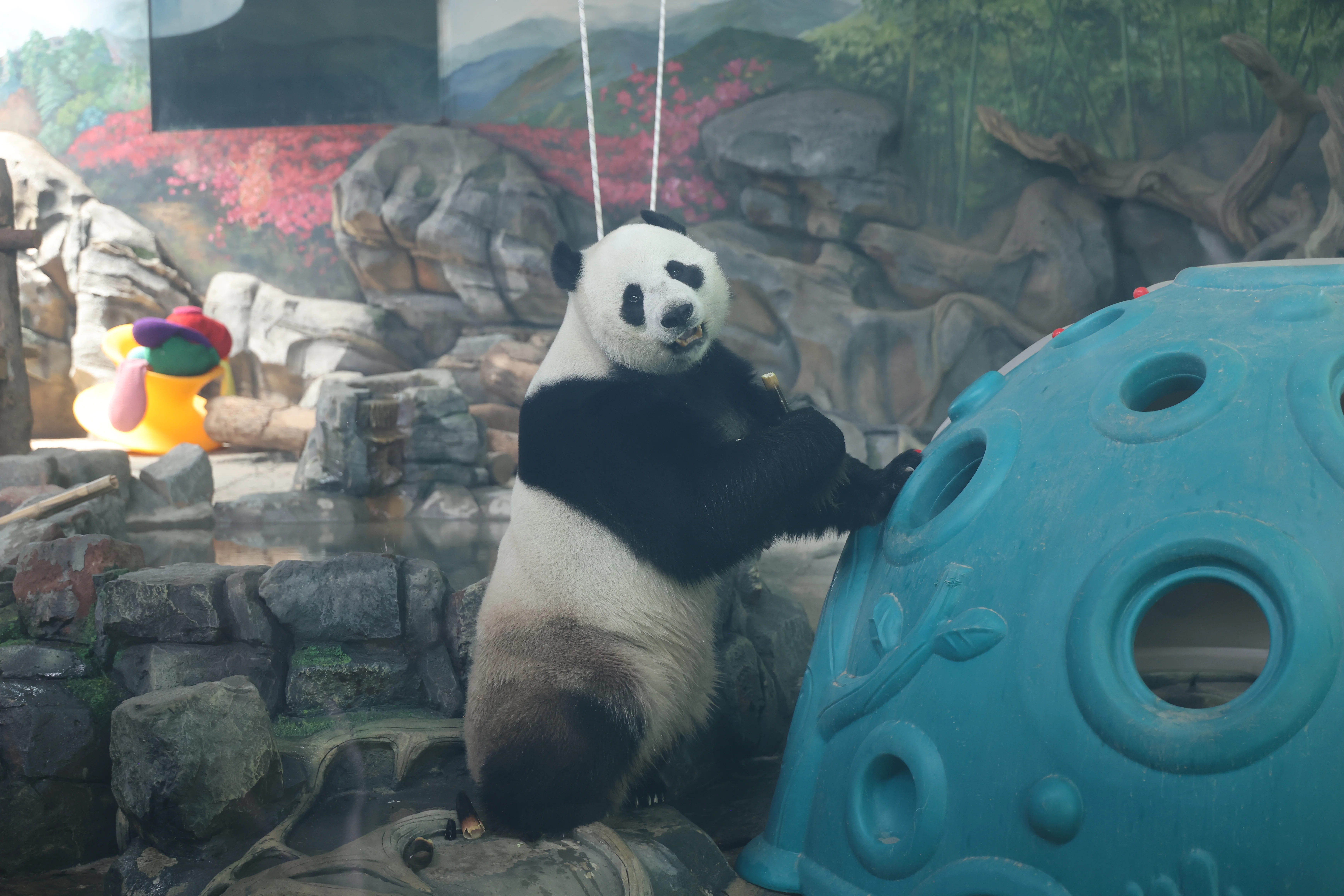 Wuhan Zoo
