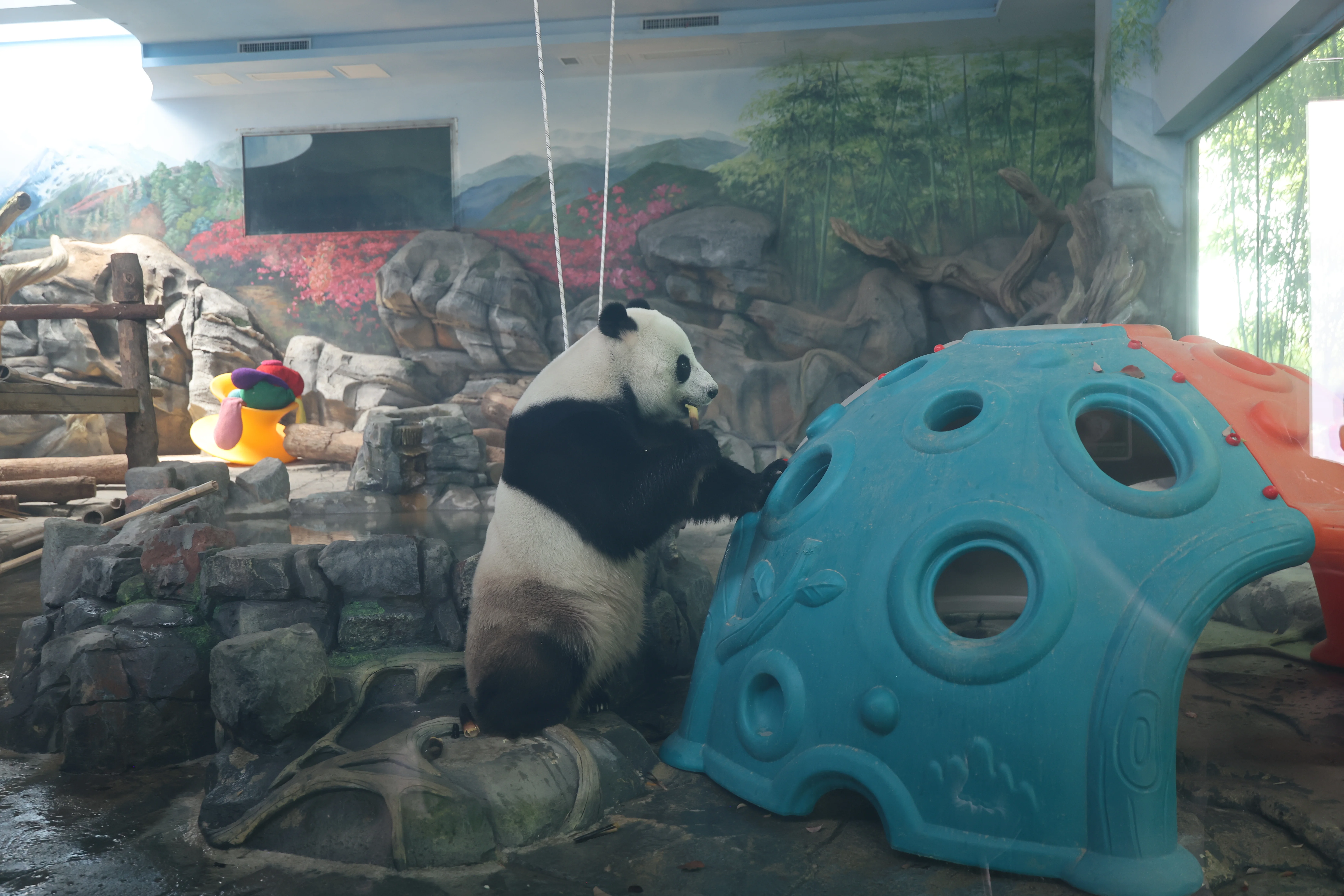 Wuhan Zoo