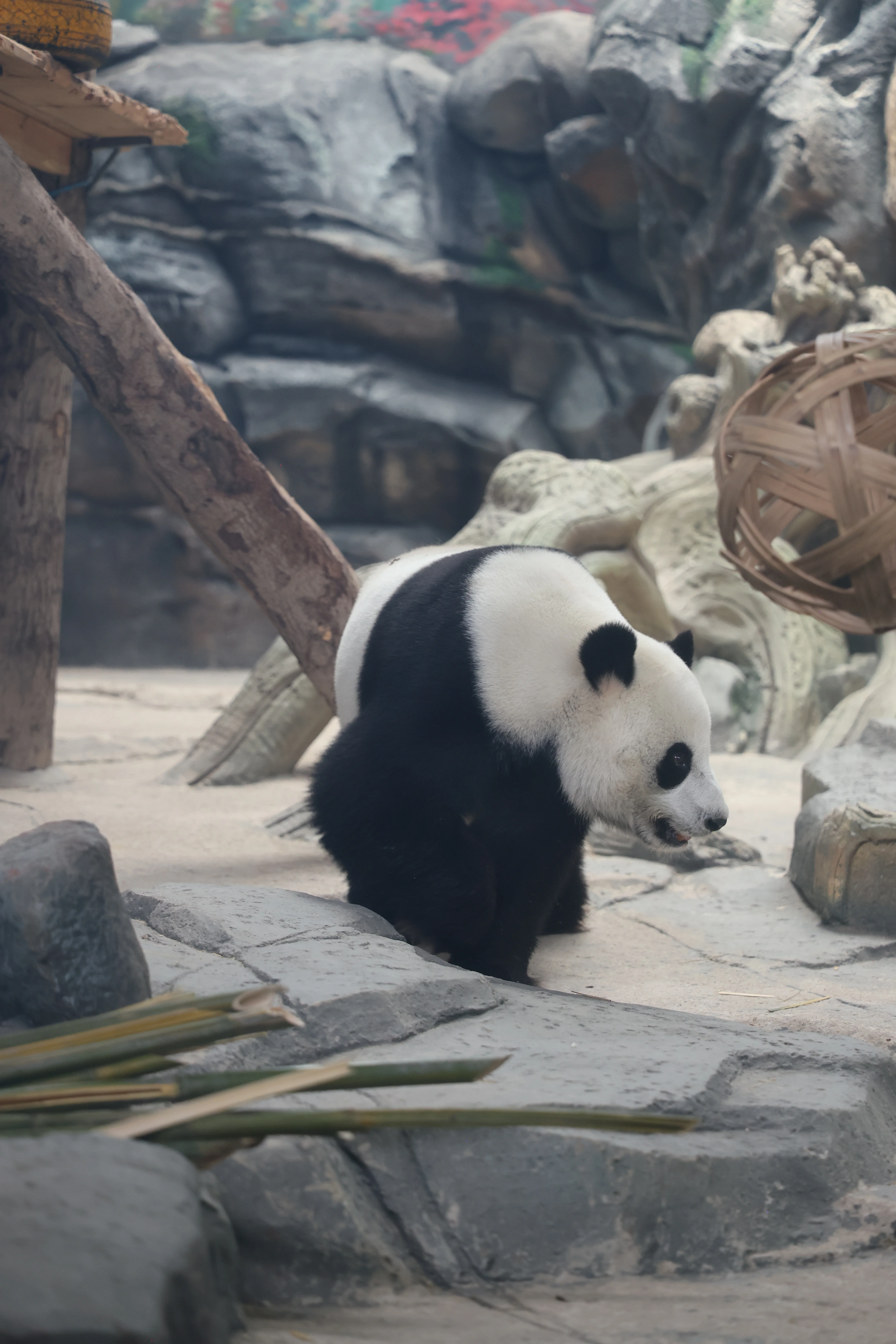 Wuhan Zoo
