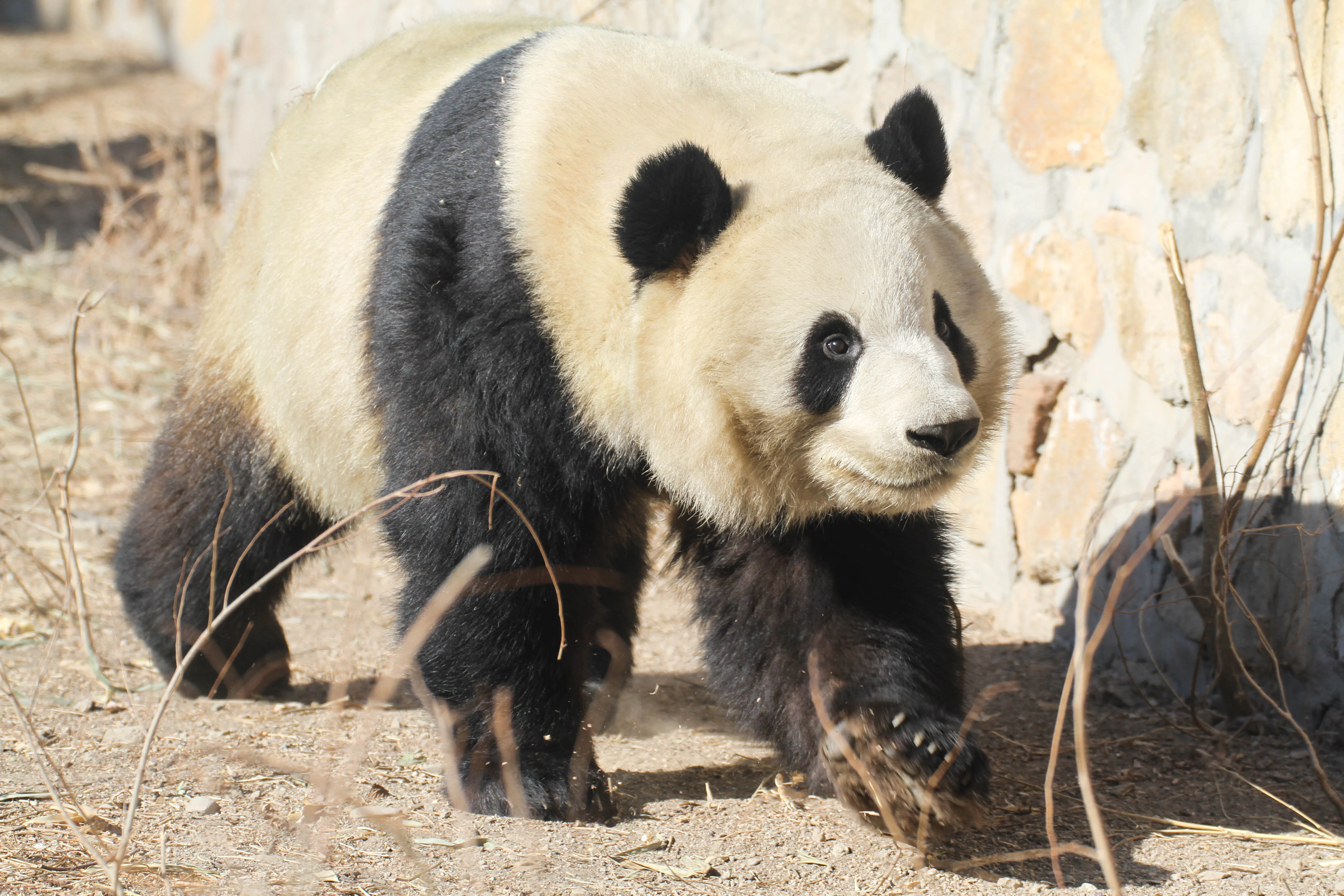 Beijing Zoo