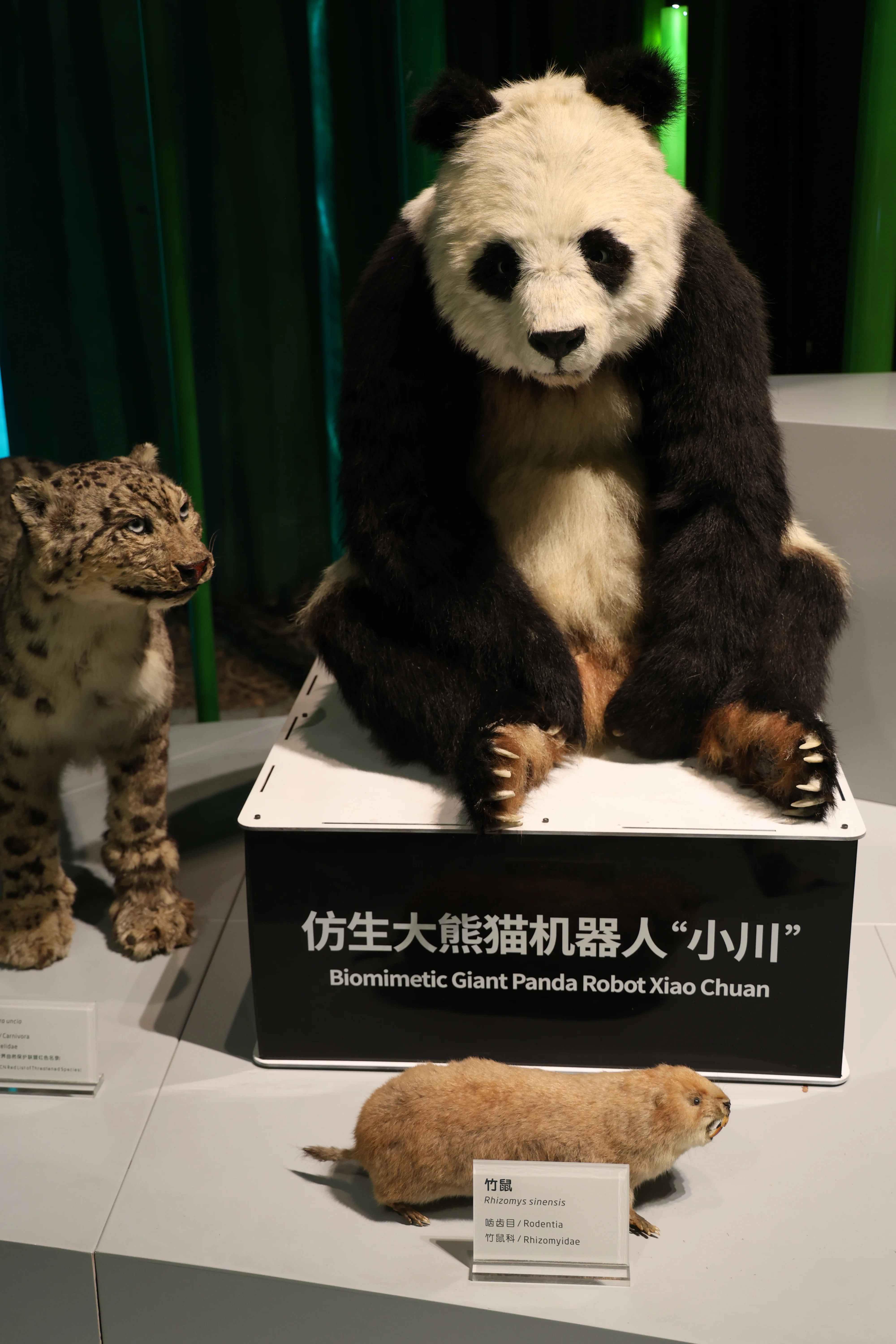 Chengdu Giant Panda Museum @ CRBGPB