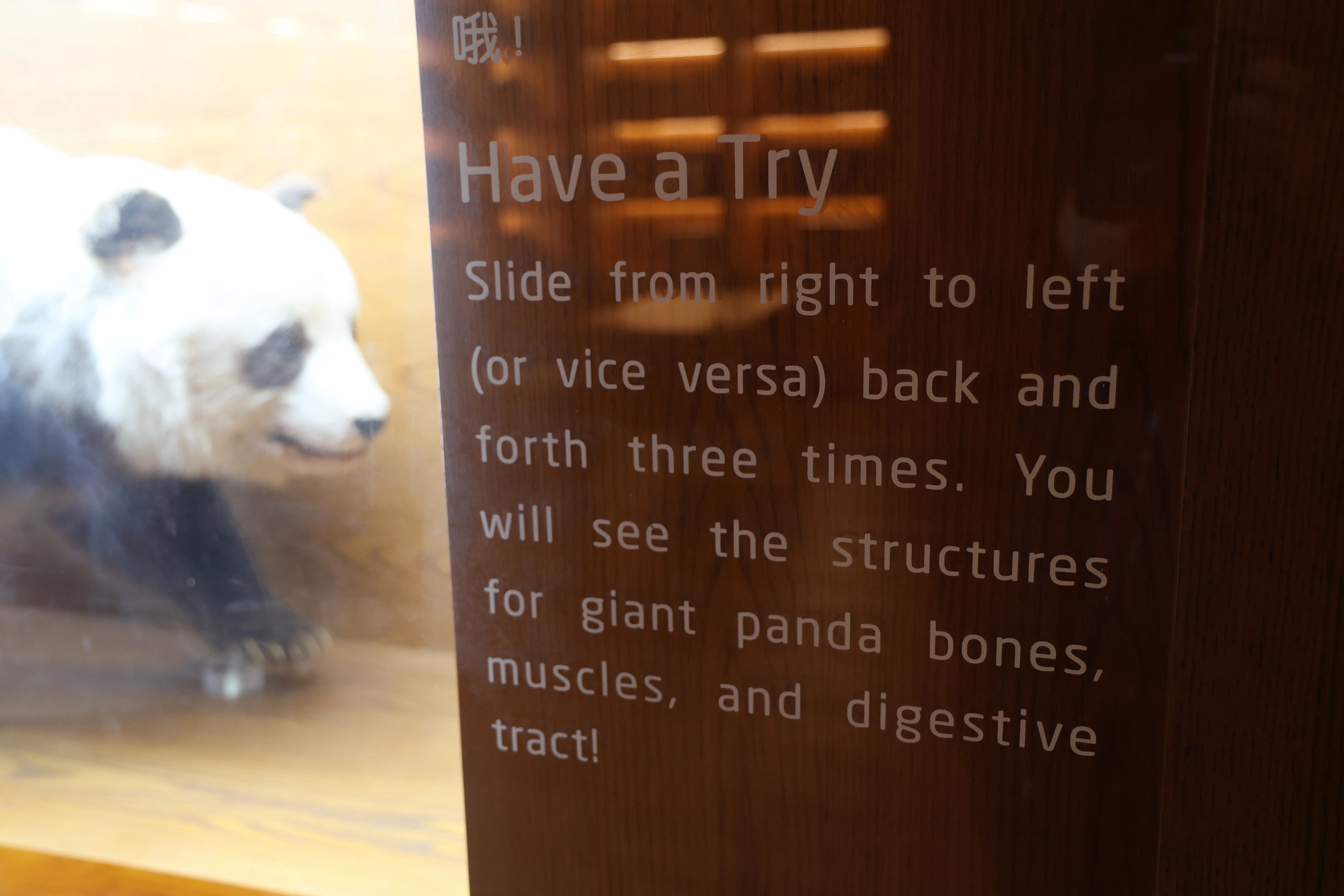 Chengdu Giant Panda Museum @ CRBGPB