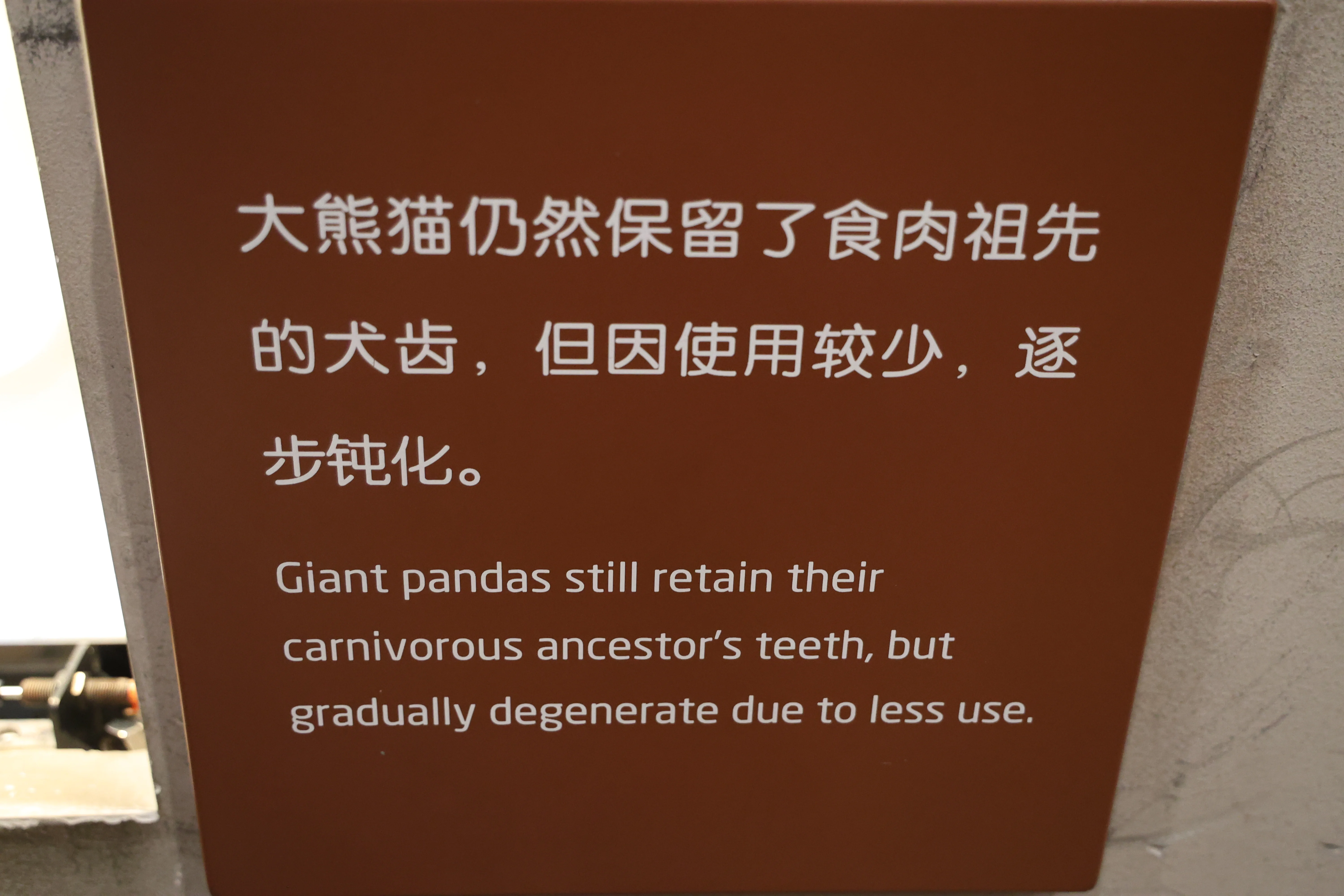 Chengdu Giant Panda Museum @ CRBGPB