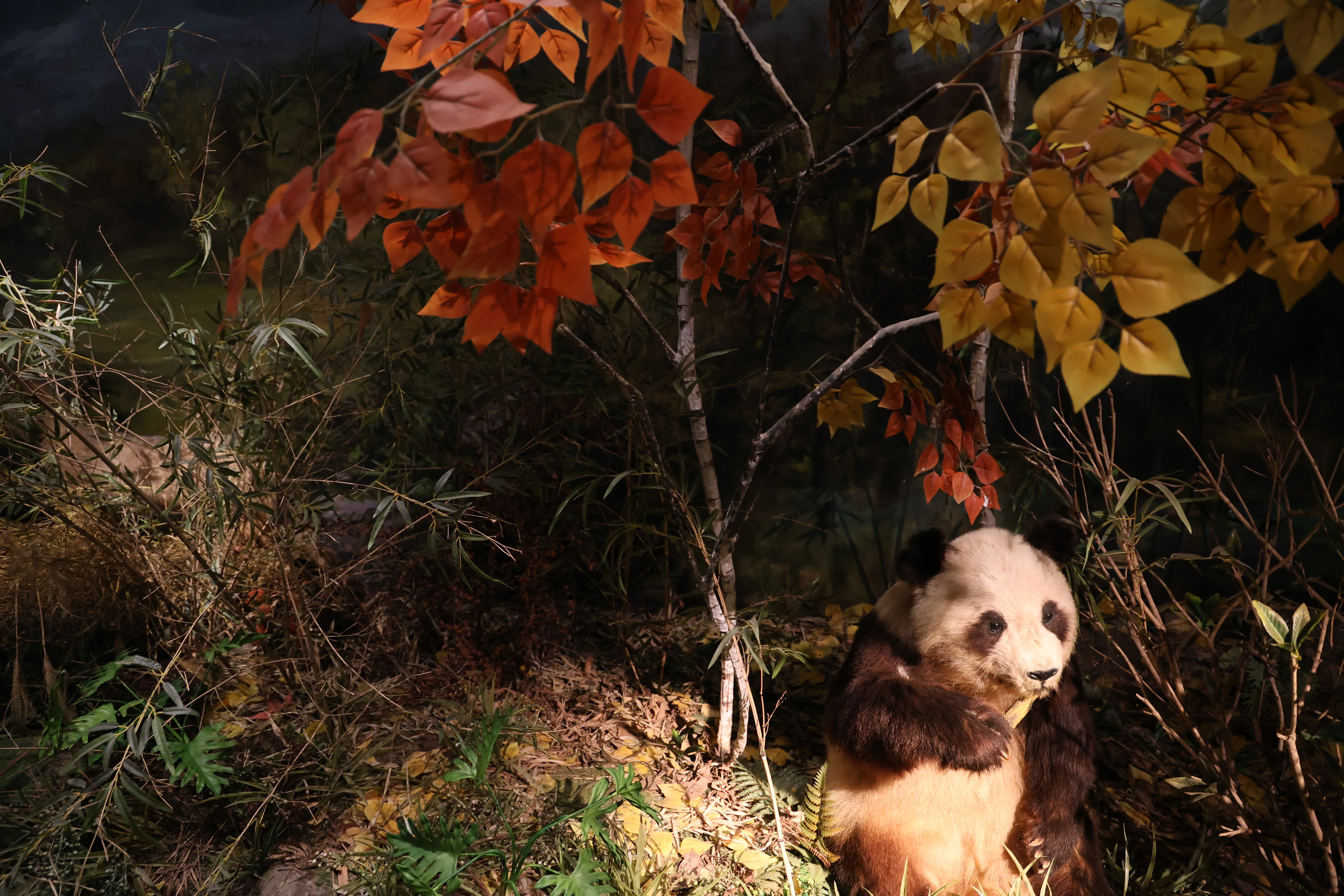 Chengdu Giant Panda Museum @ CRBGPB