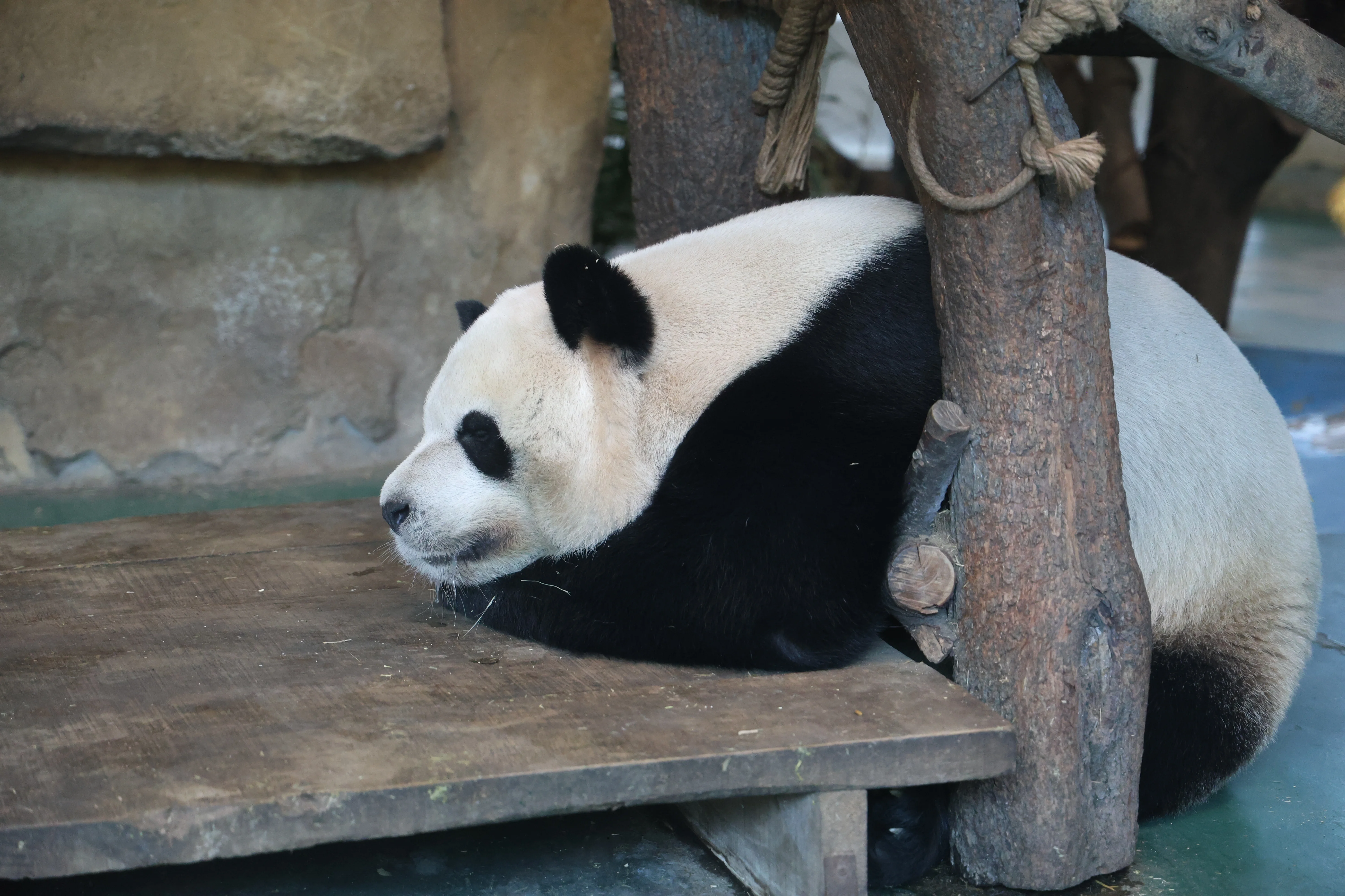 Chengdu Zoo