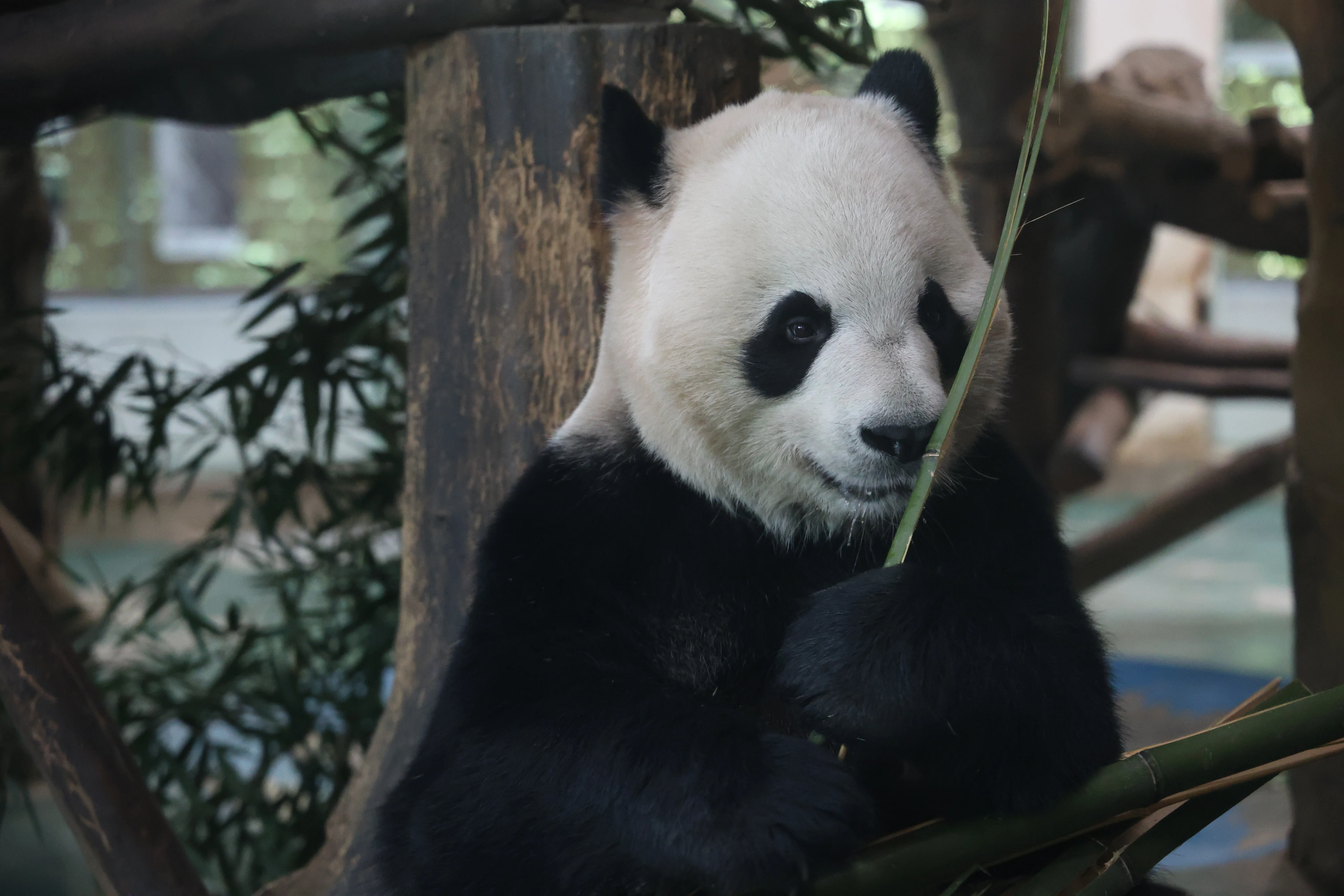Chengdu Zoo