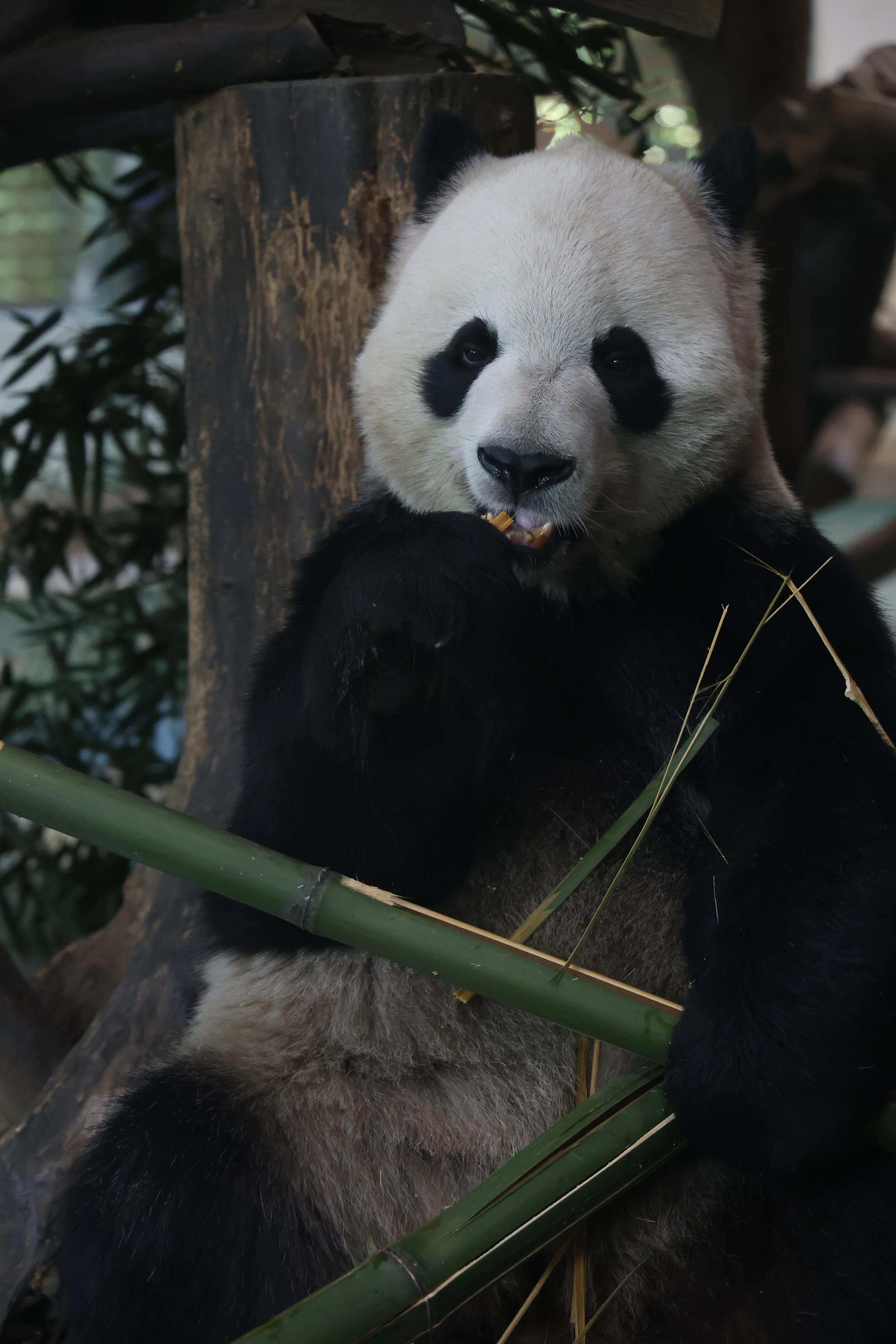 Chengdu Zoo