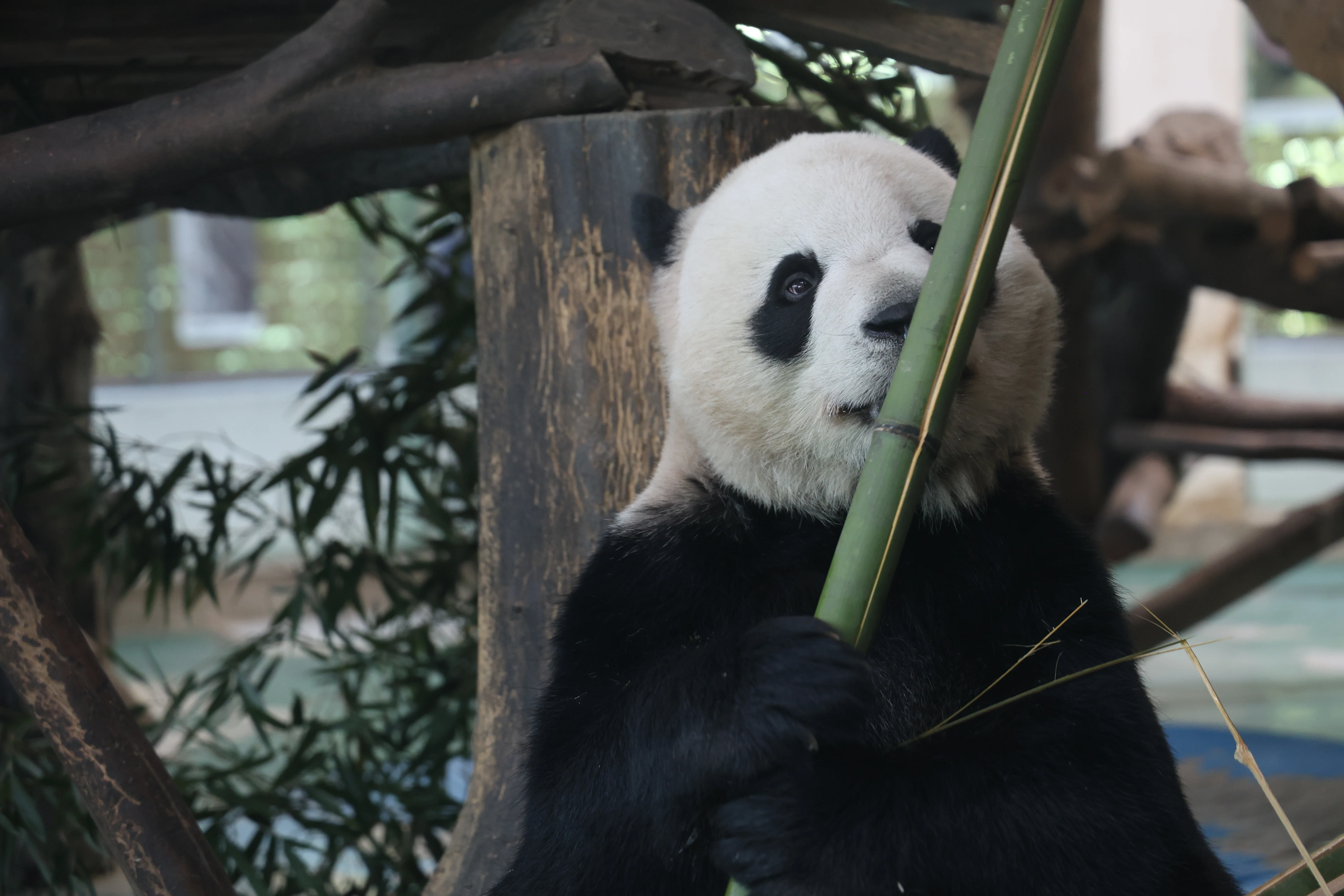 Chengdu Zoo
