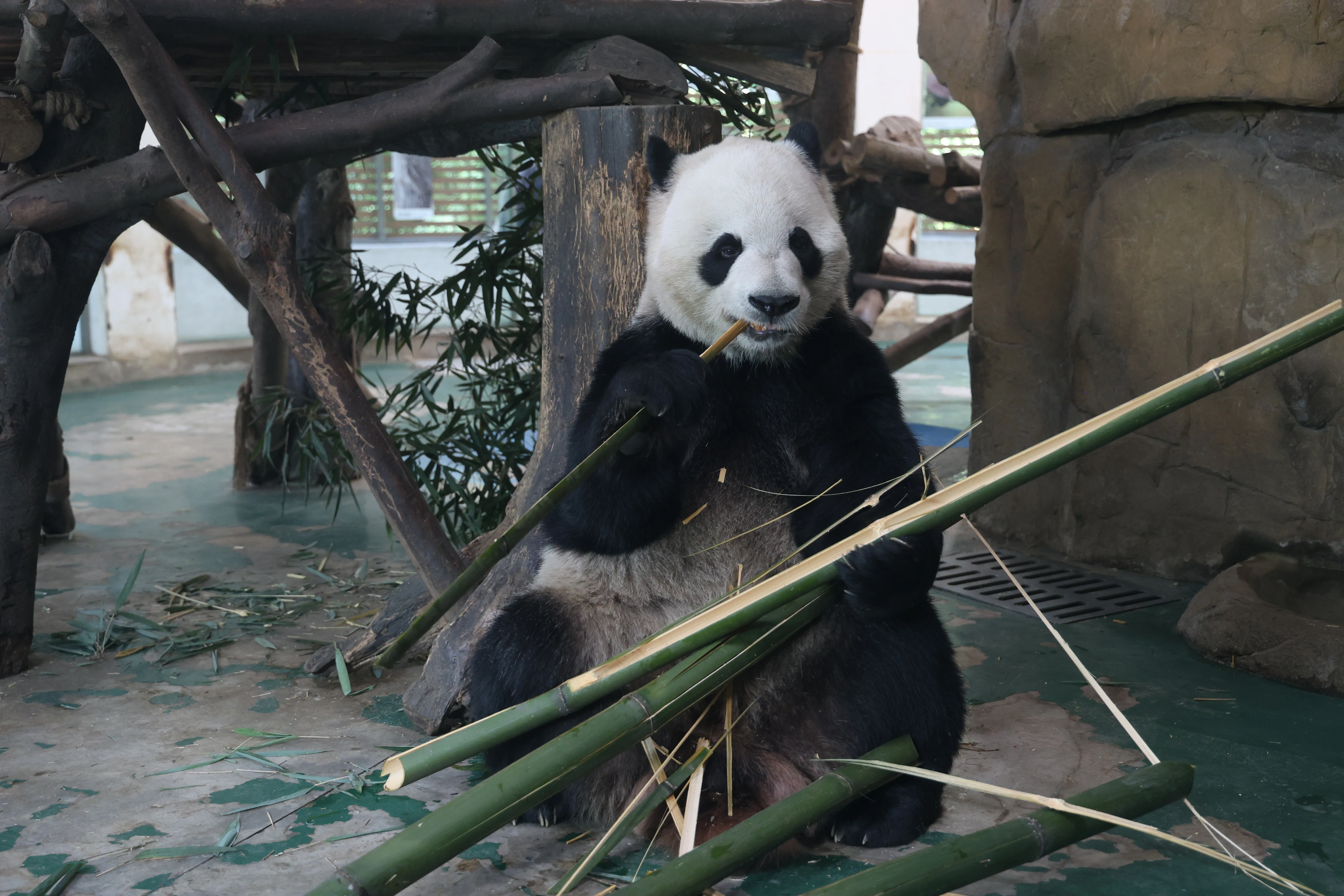 Chengdu Zoo
