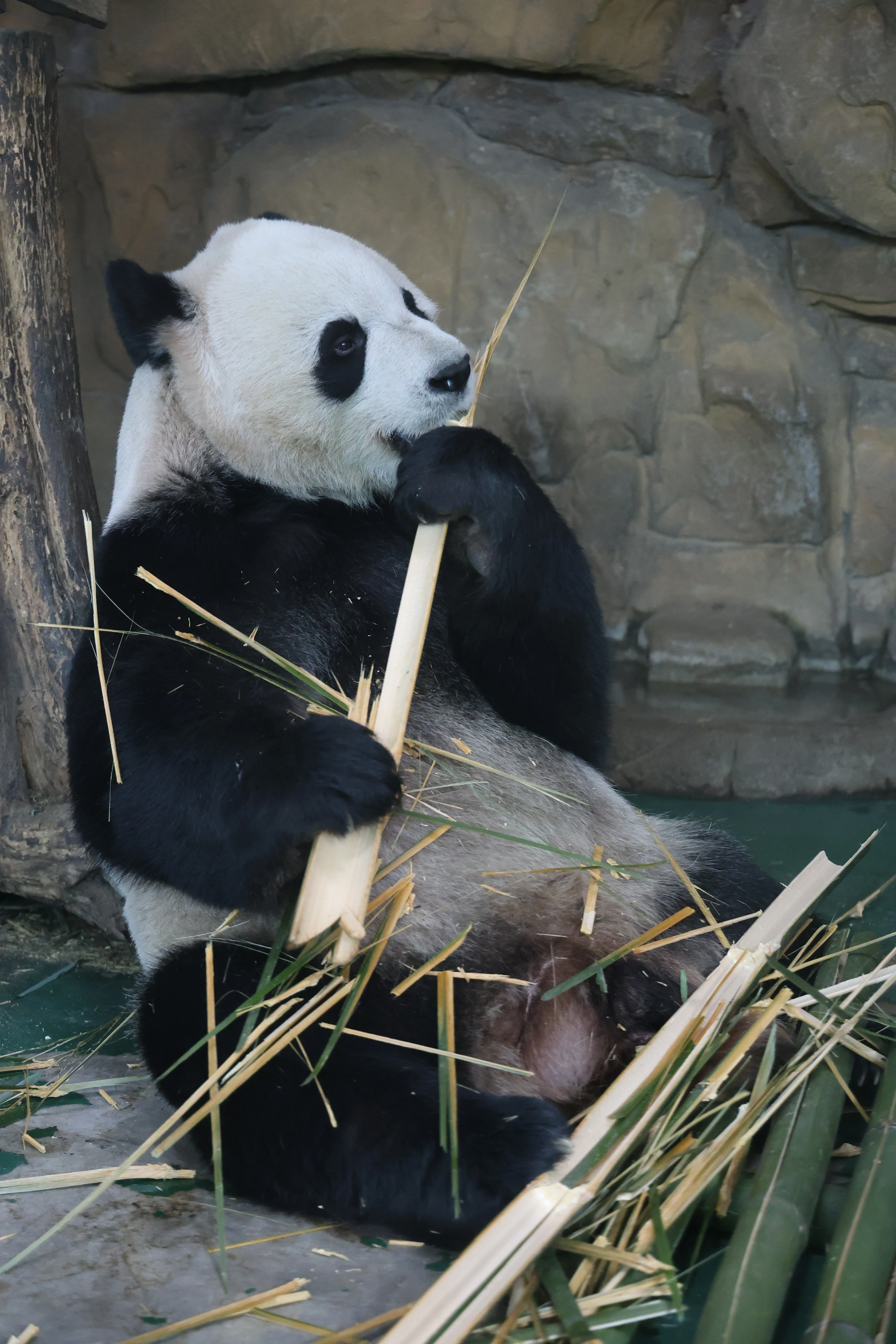 Chengdu Zoo