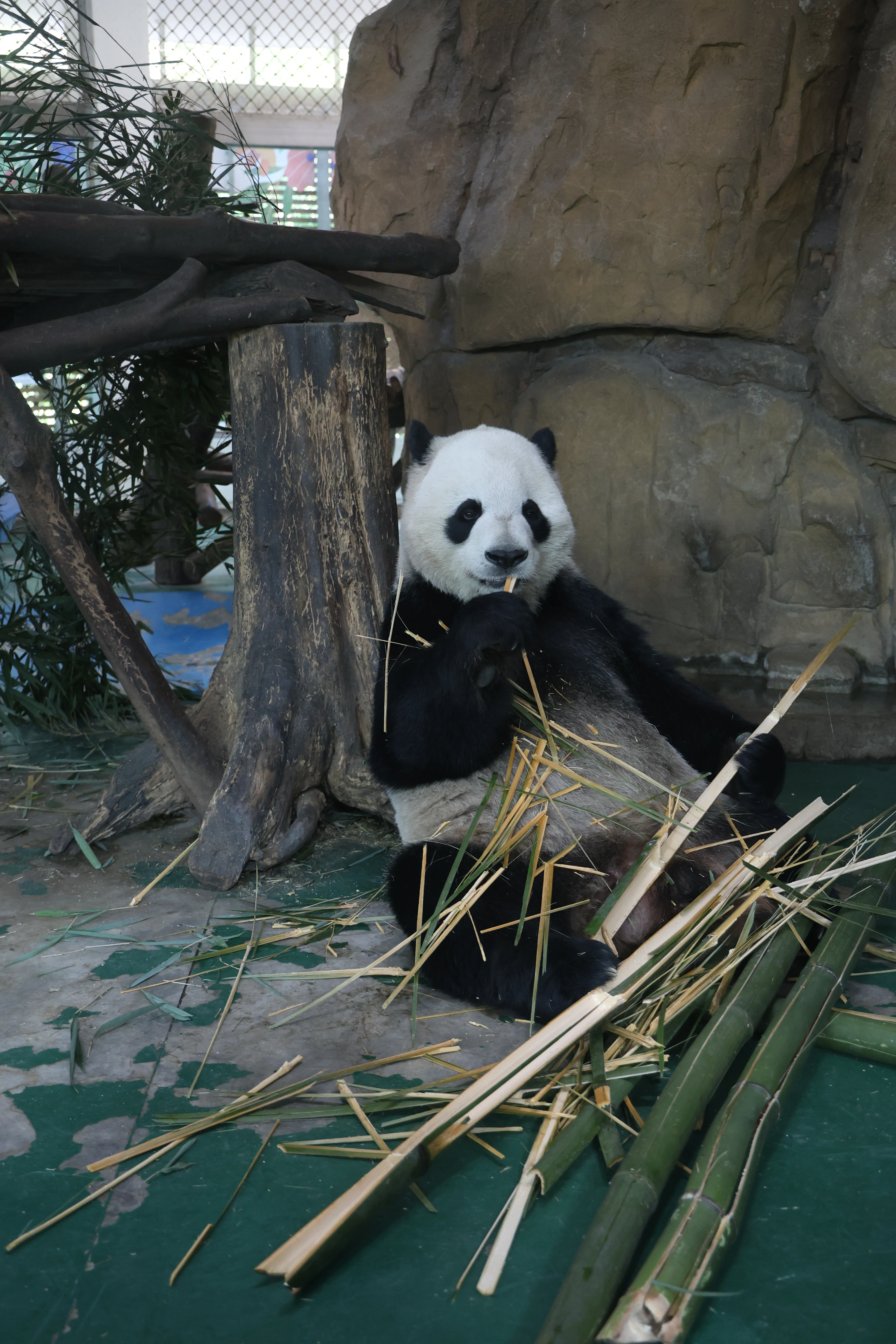 Chengdu Zoo