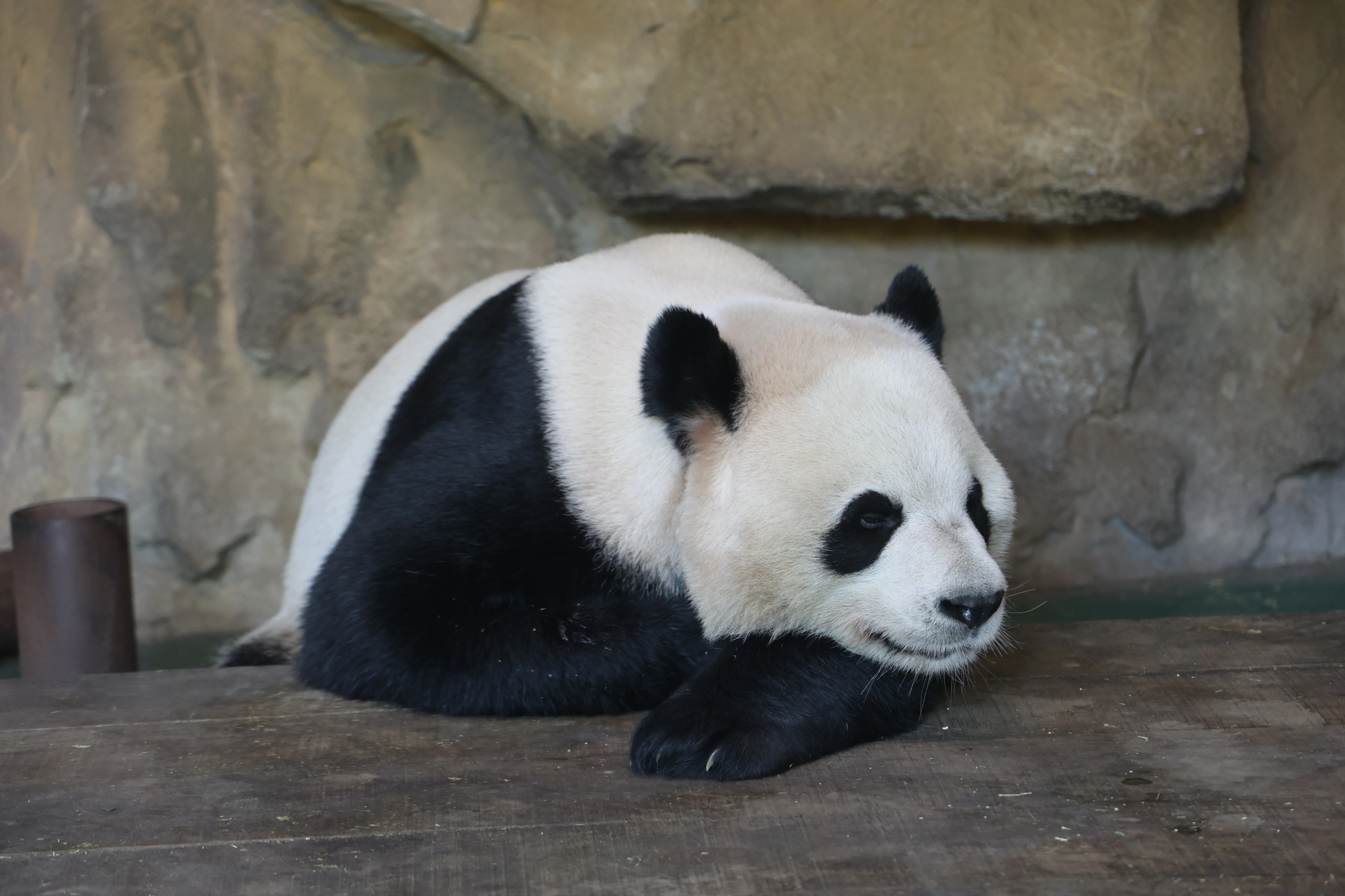 Chengdu Zoo