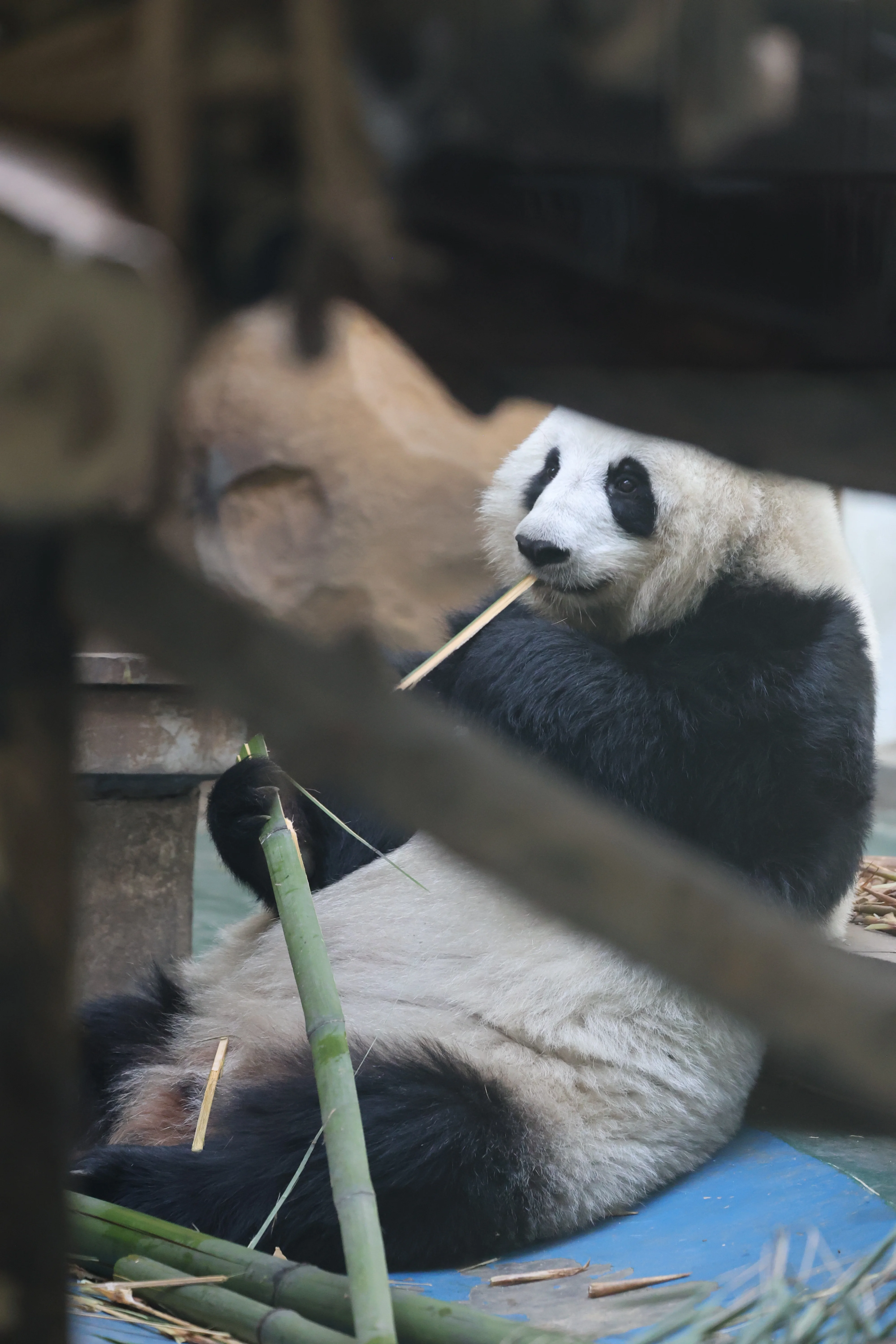Chengdu Zoo