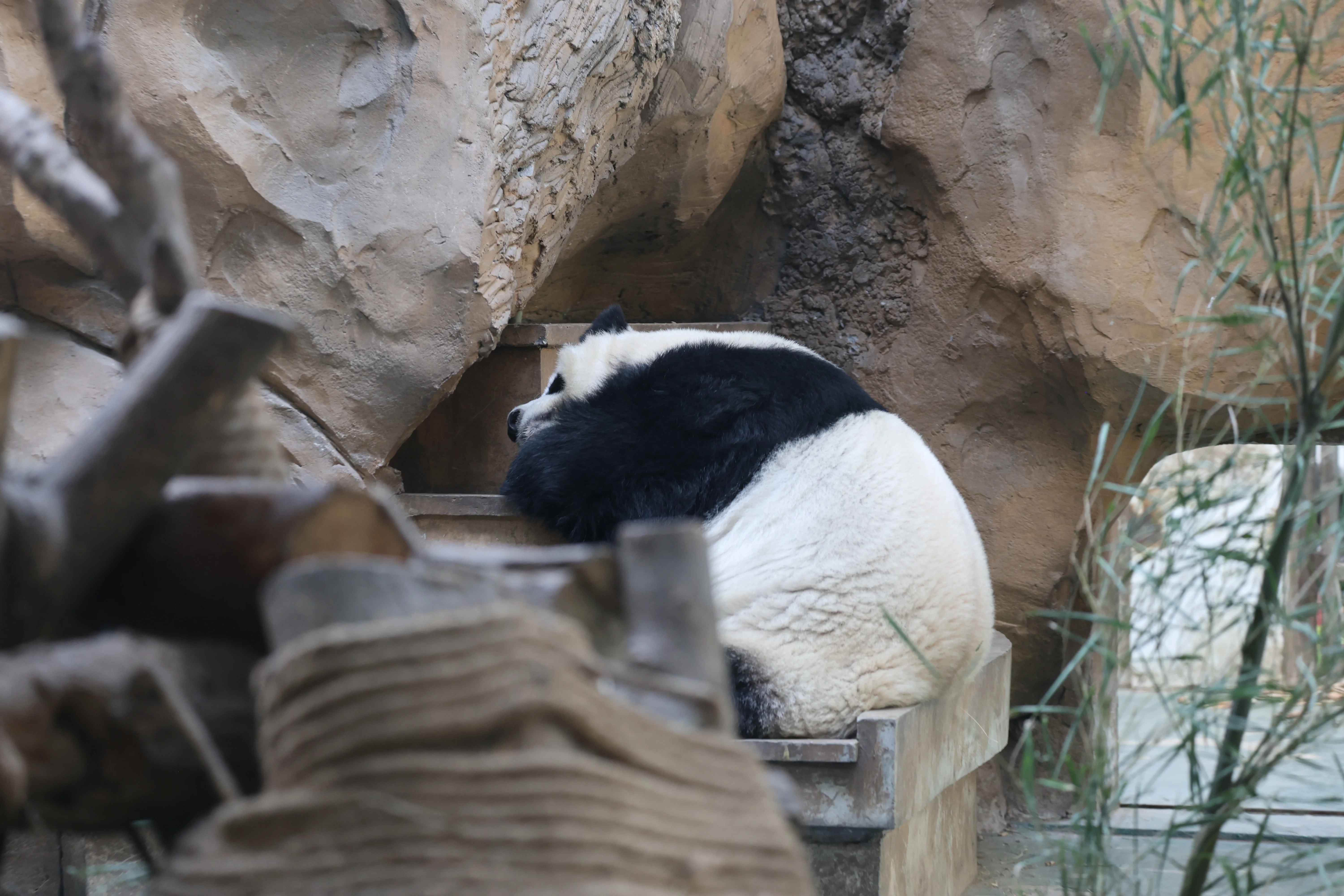 Chengdu Zoo