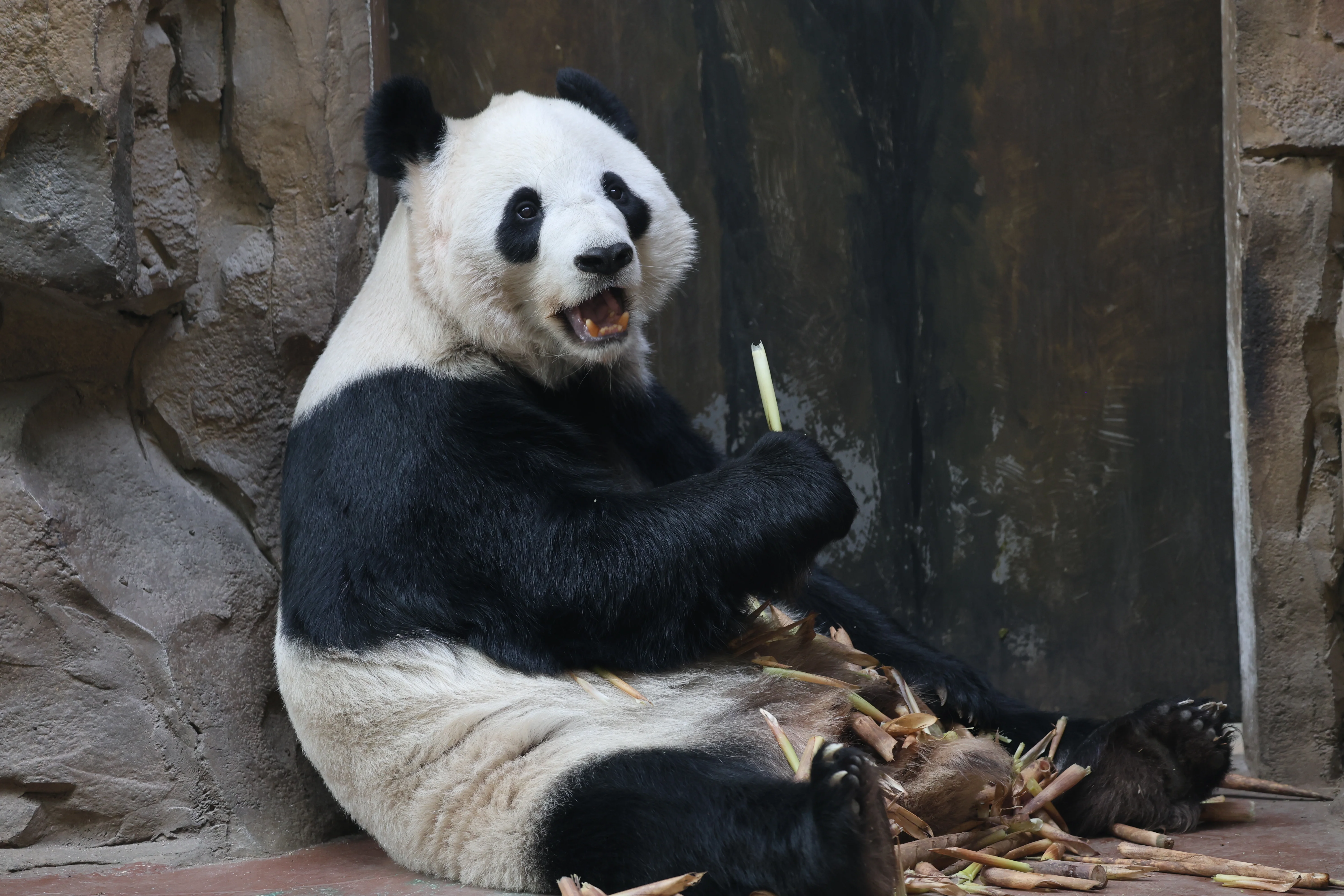 Chengdu Zoo
