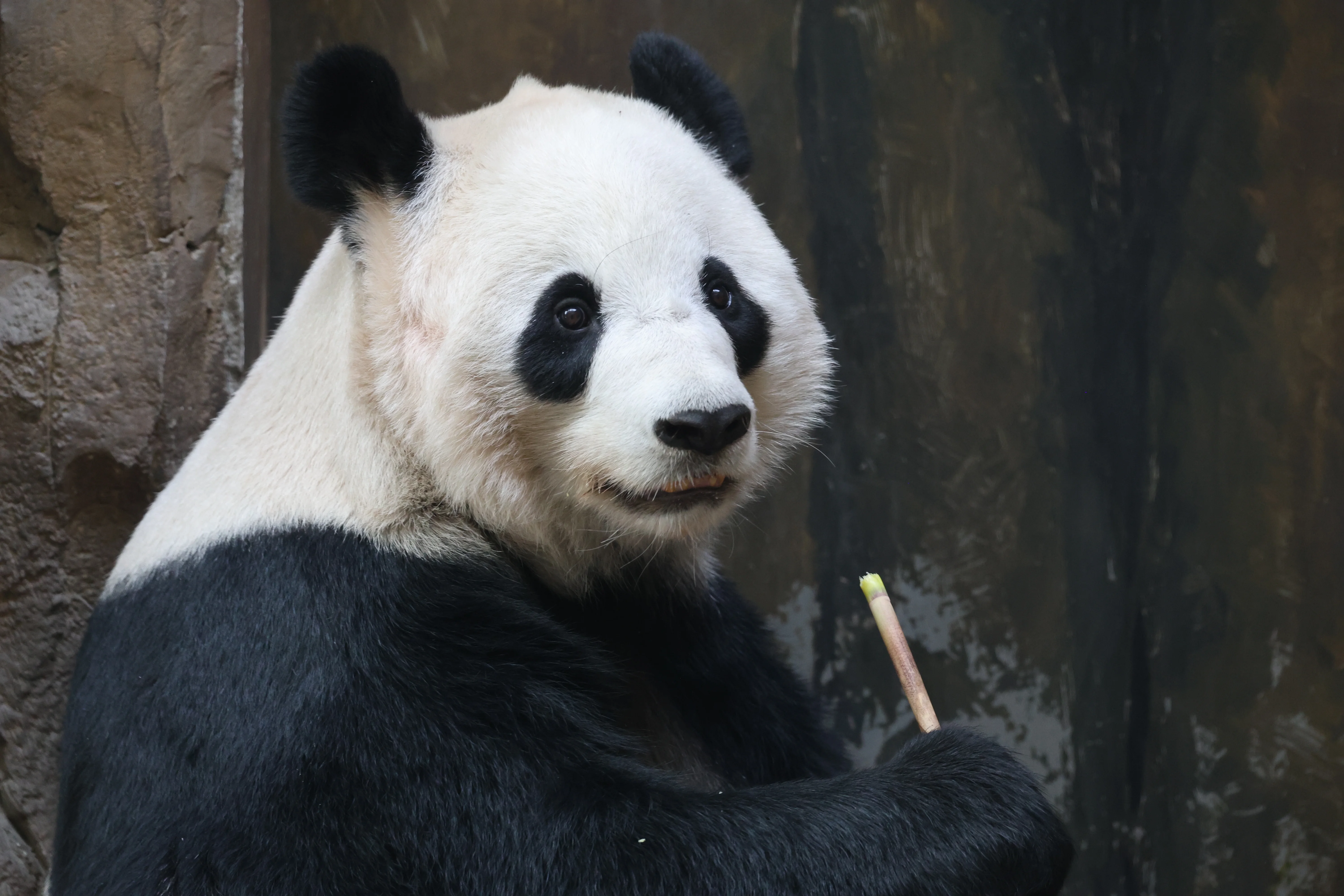 Chengdu Zoo