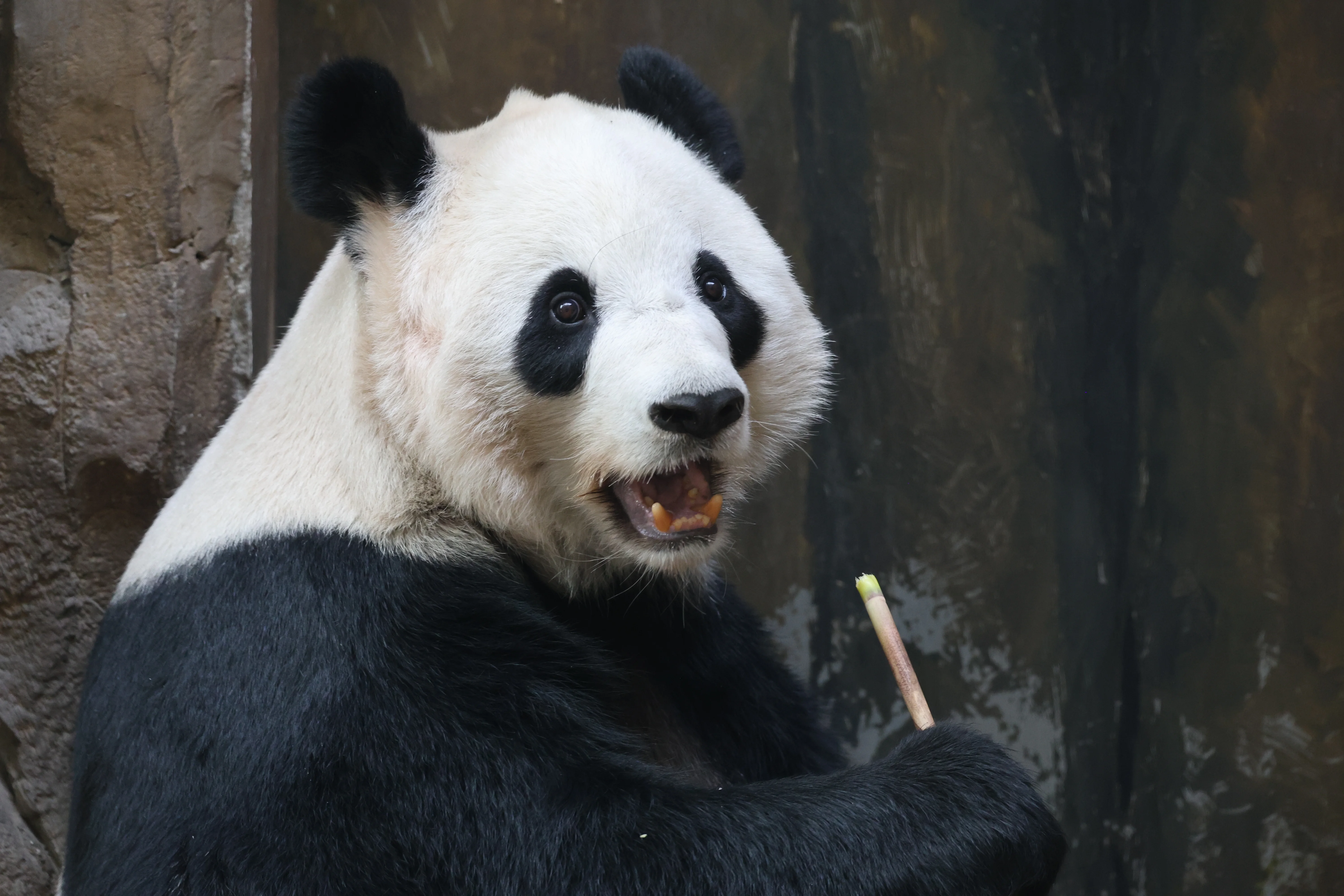 Chengdu Zoo