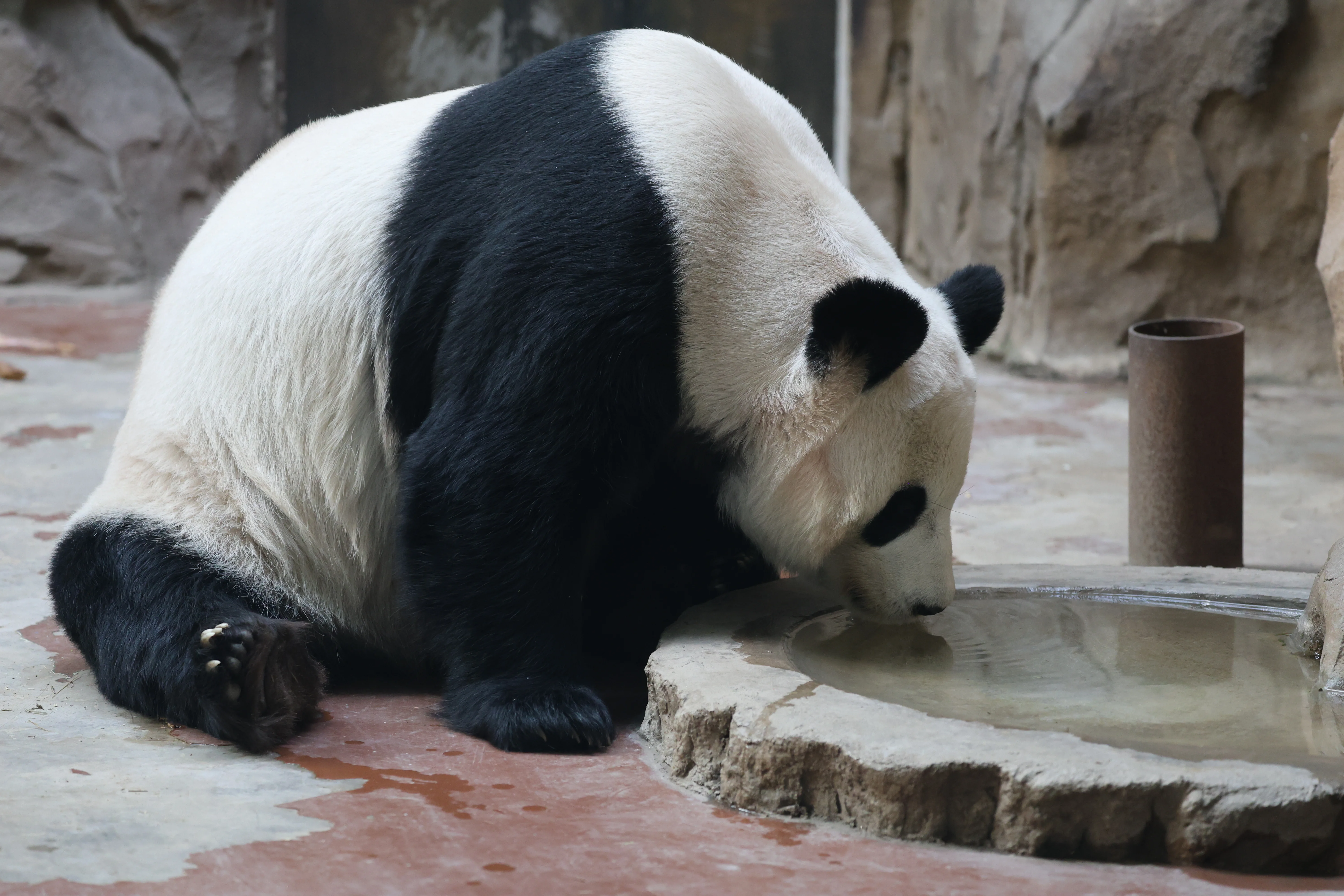 Chengdu Zoo