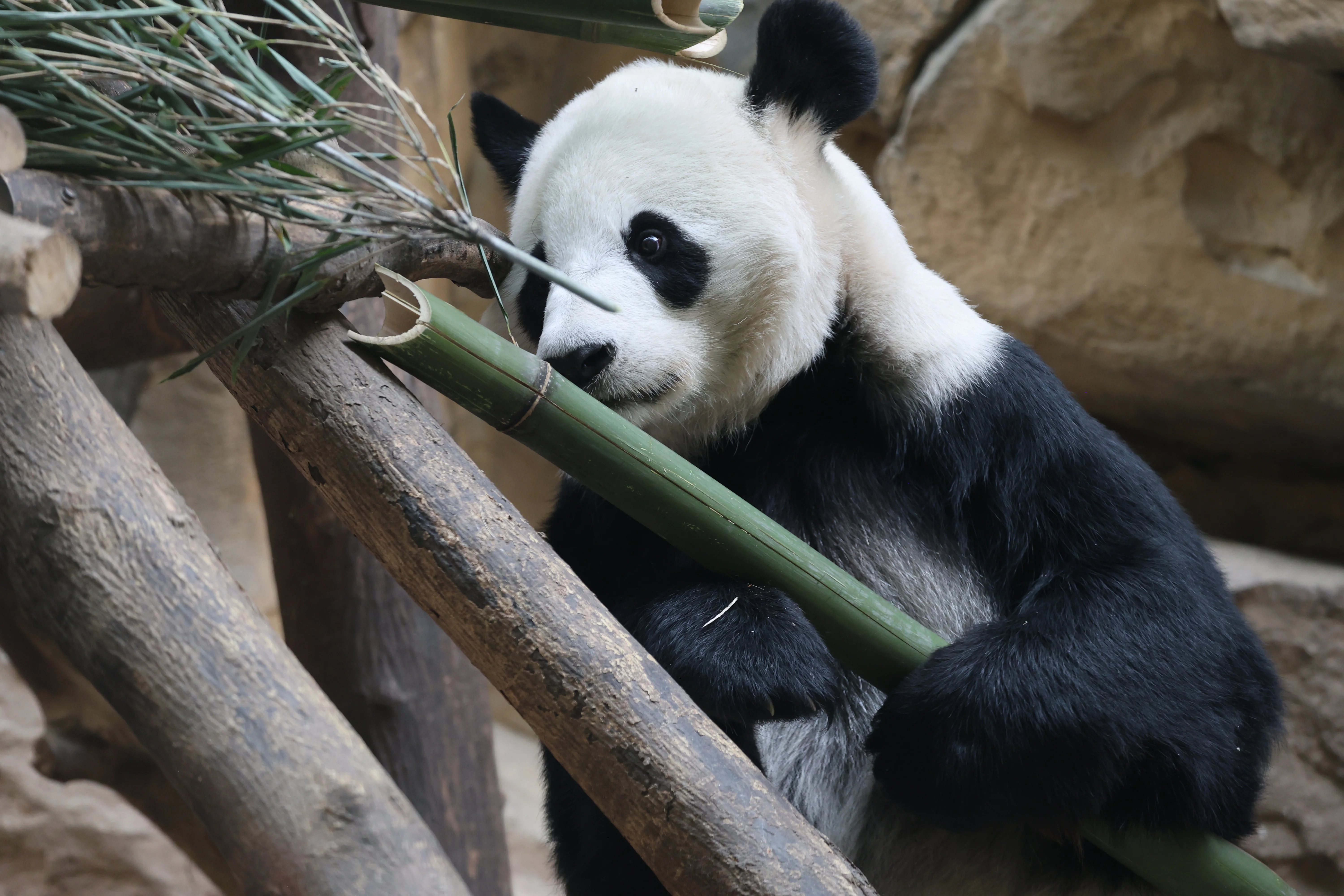 Chengdu Zoo