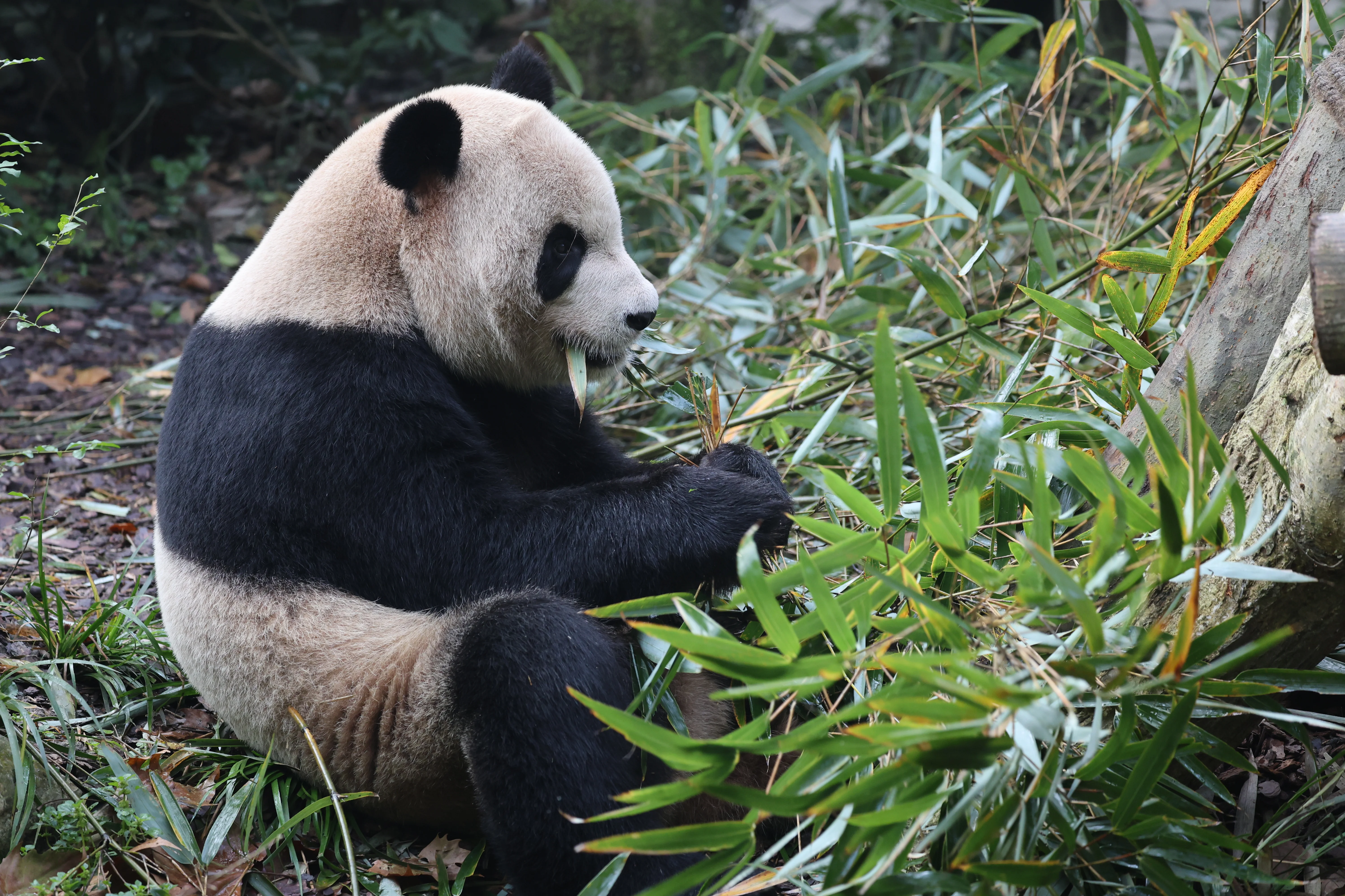Chengdu Field Research Centre for Giant Pandas of CRBGPB