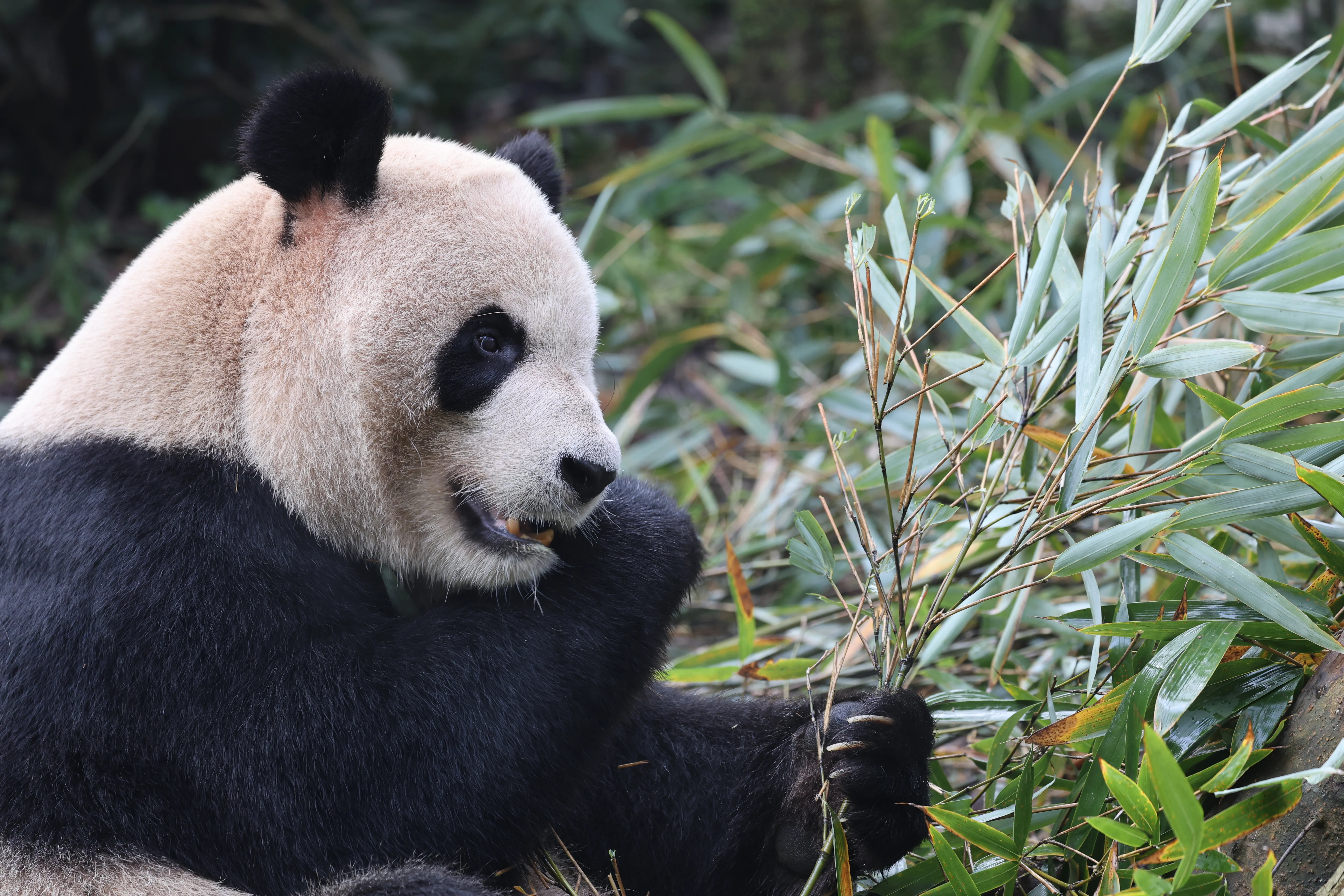 Chengdu Field Research Centre for Giant Pandas of CRBGPB