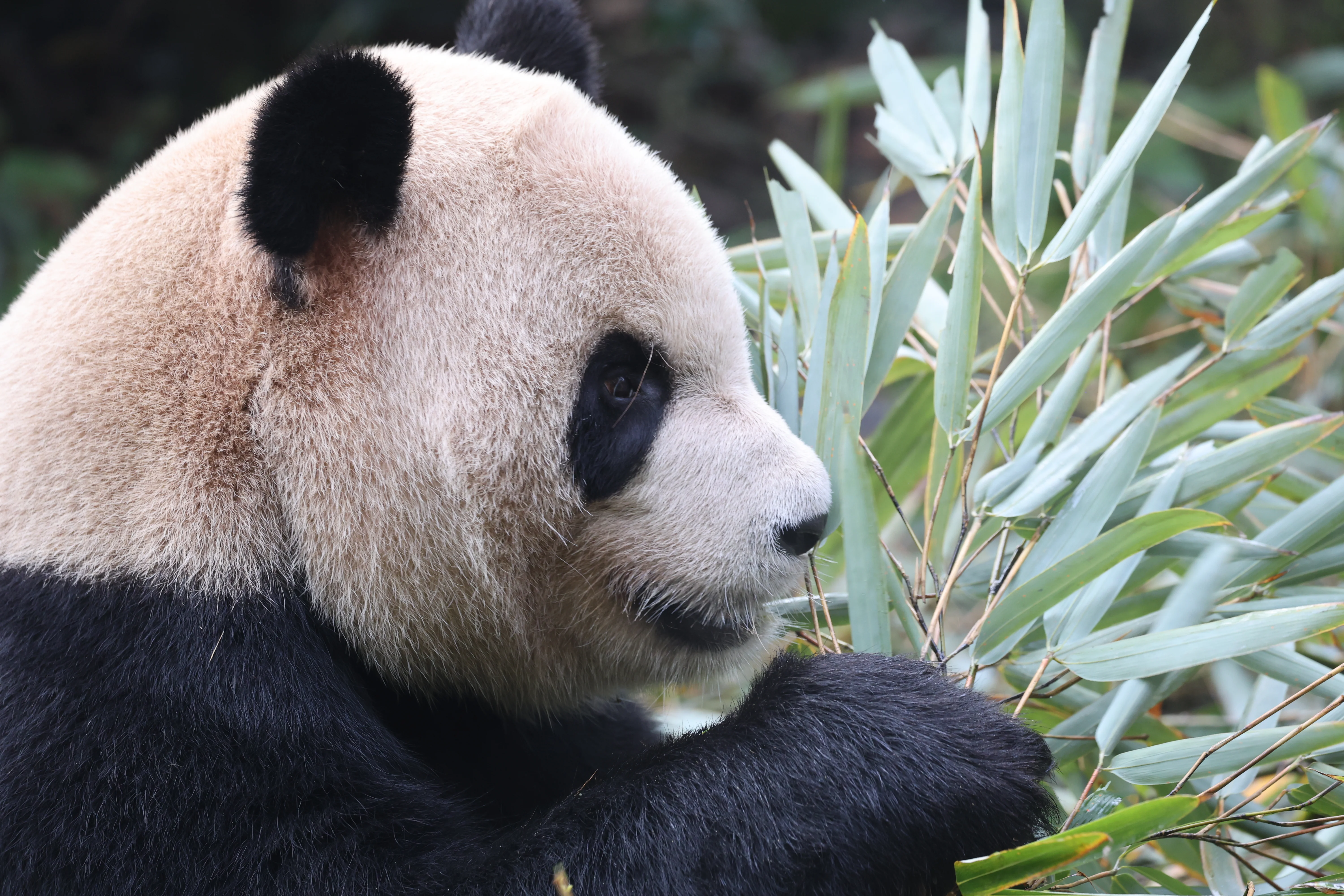 Chengdu Field Research Centre for Giant Pandas of CRBGPB