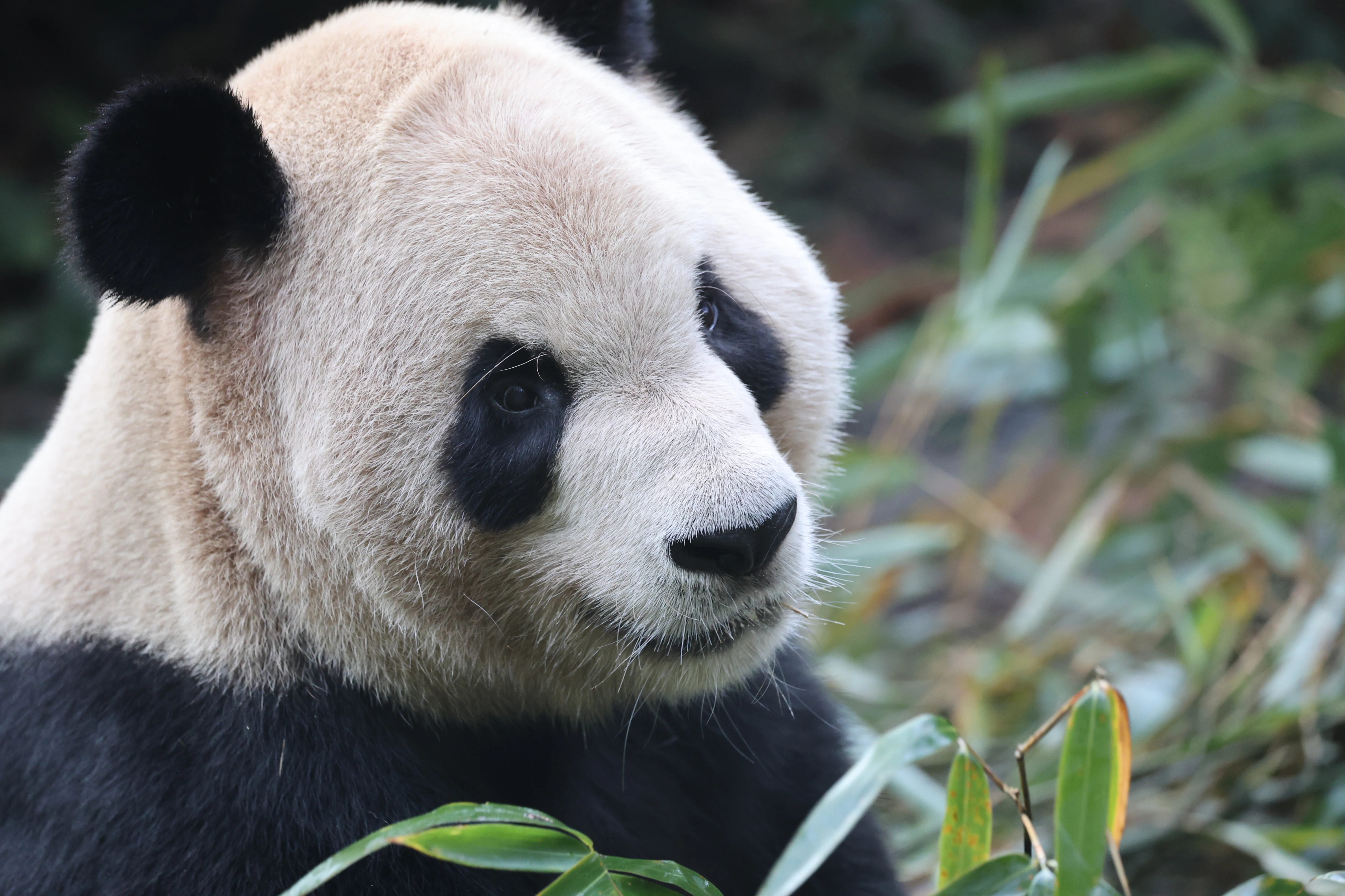 Chengdu Field Research Centre for Giant Pandas of CRBGPB
