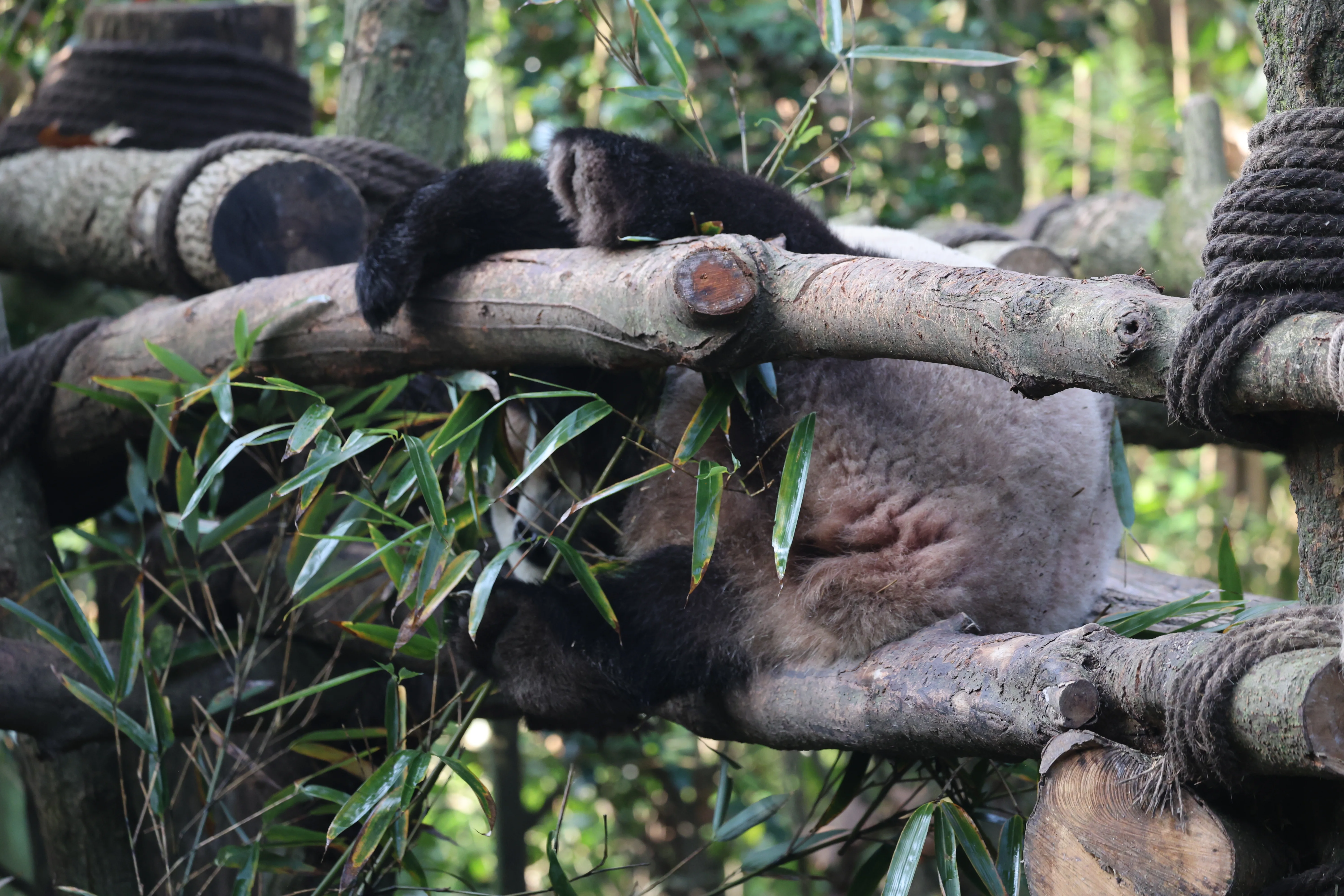Chengdu Field Research Centre for Giant Pandas of CRBGPB