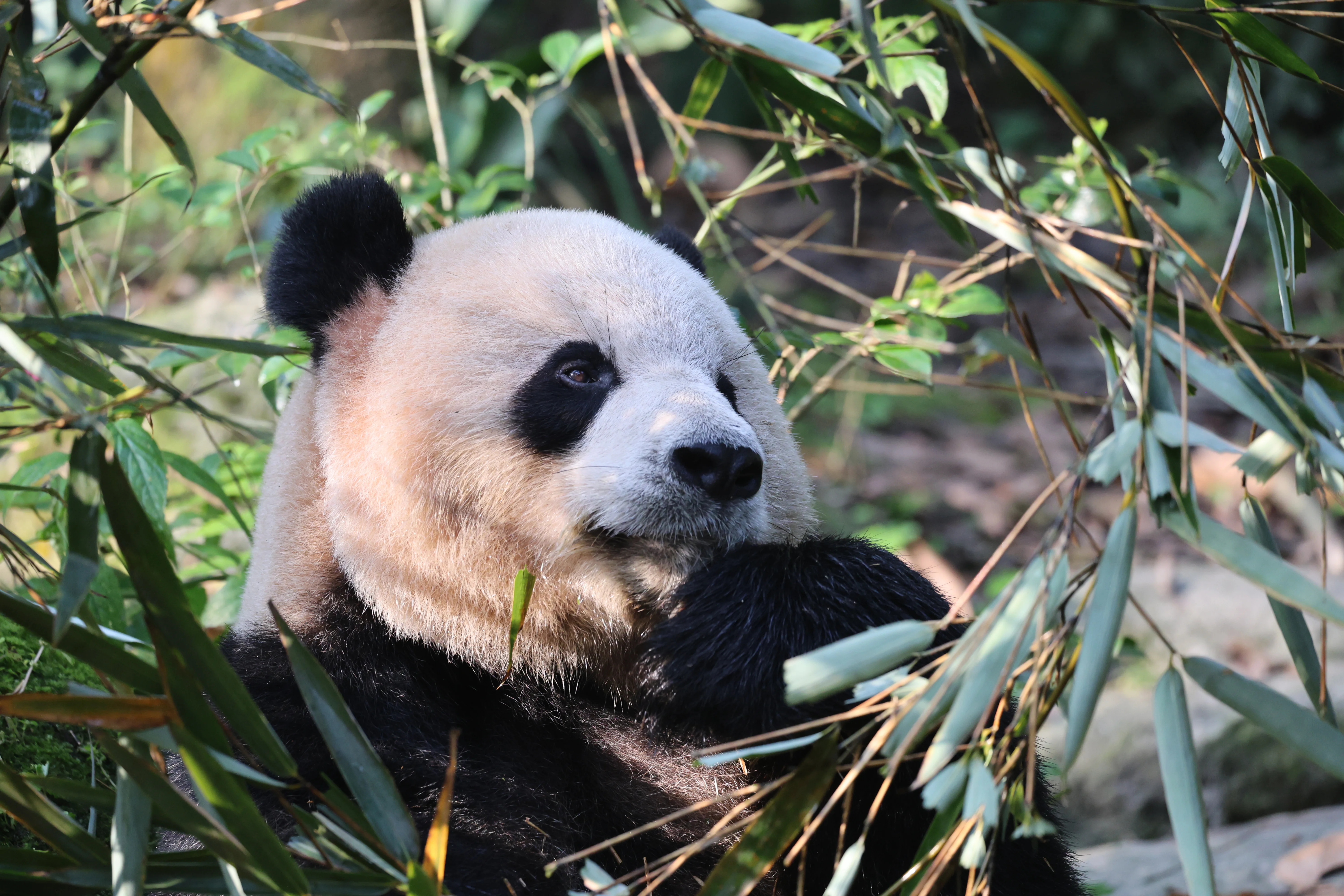 Chengdu Field Research Centre for Giant Pandas of CRBGPB
