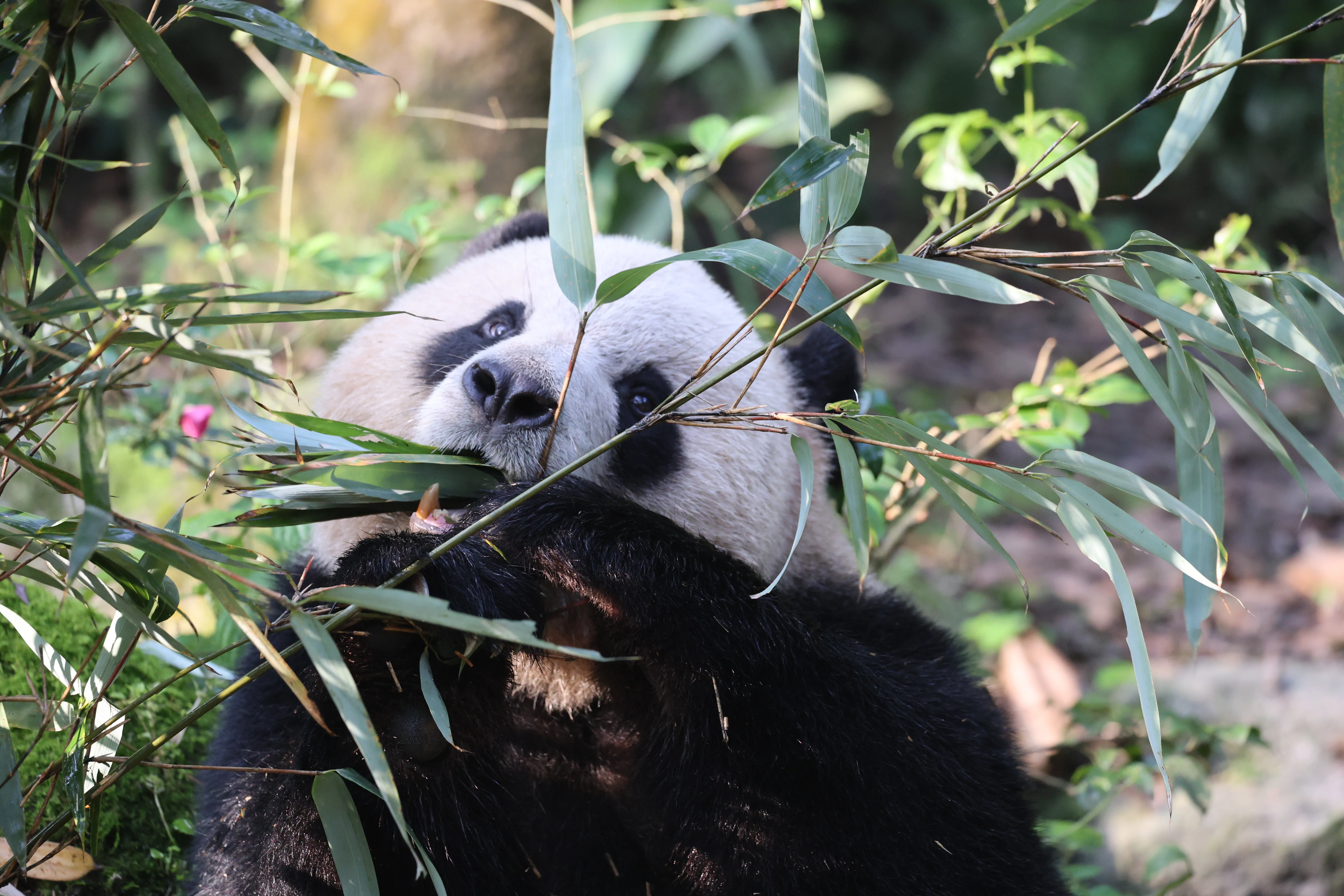 Chengdu Field Research Centre for Giant Pandas of CRBGPB