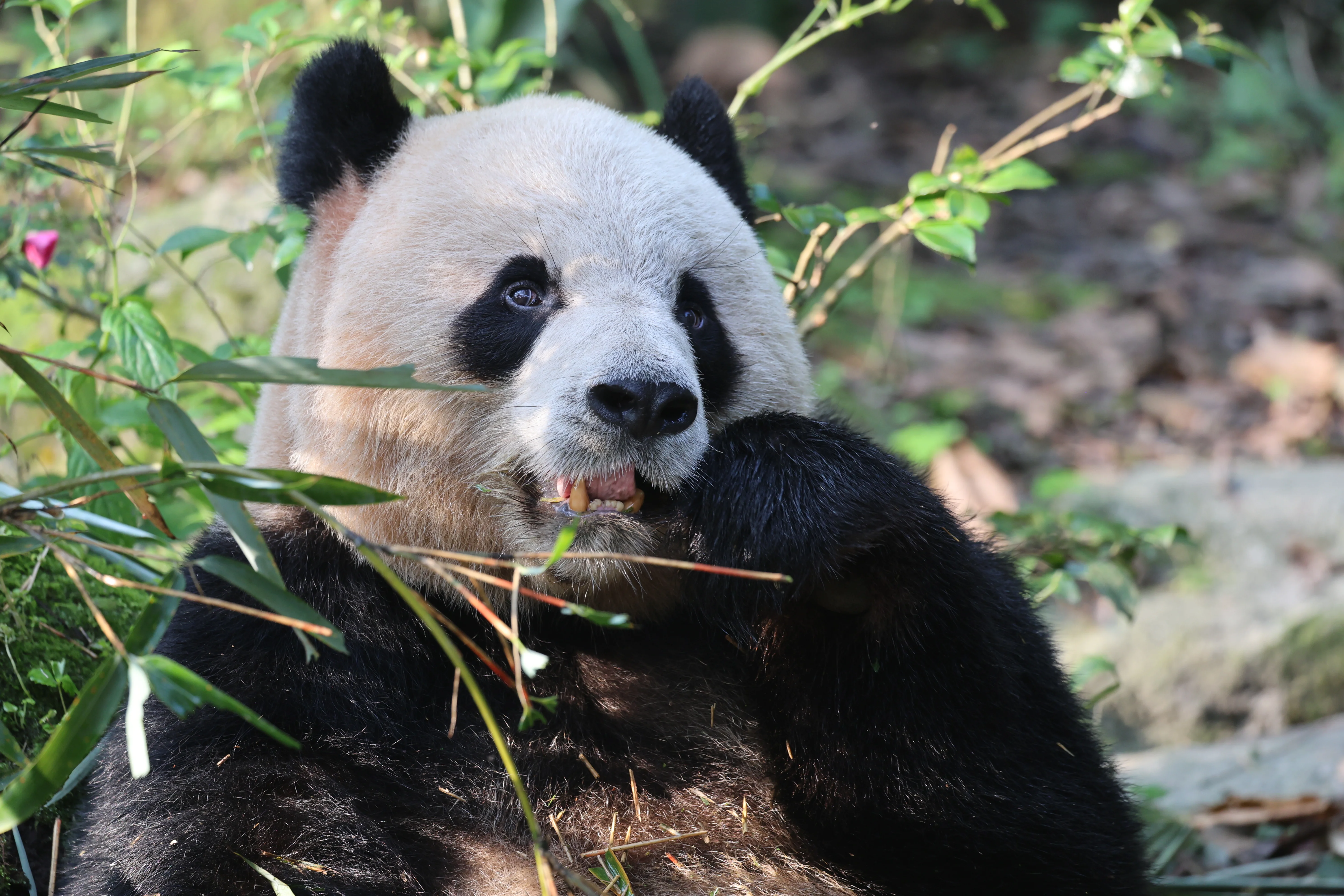 Chengdu Field Research Centre for Giant Pandas of CRBGPB