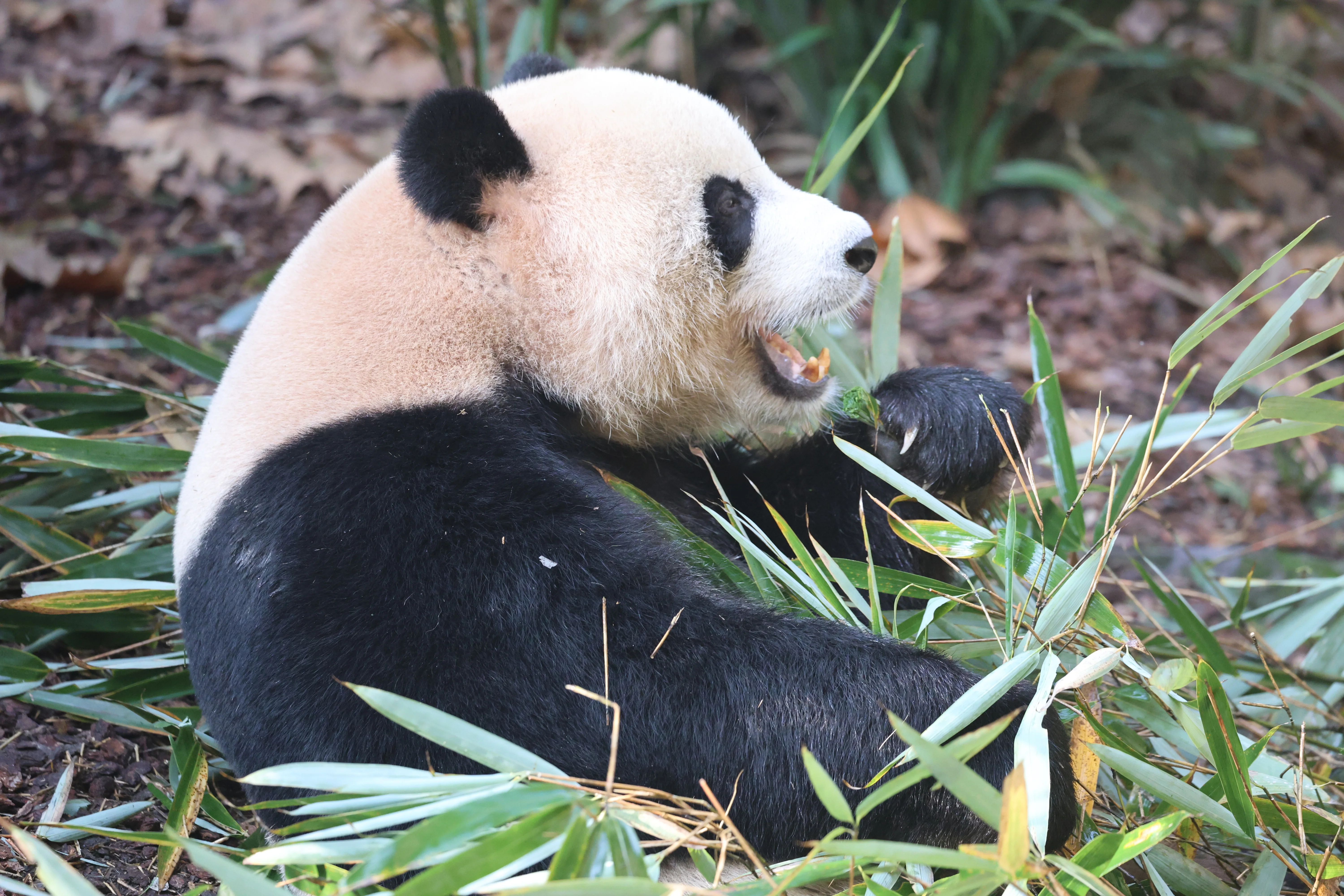 Chengdu Field Research Centre for Giant Pandas of CRBGPB