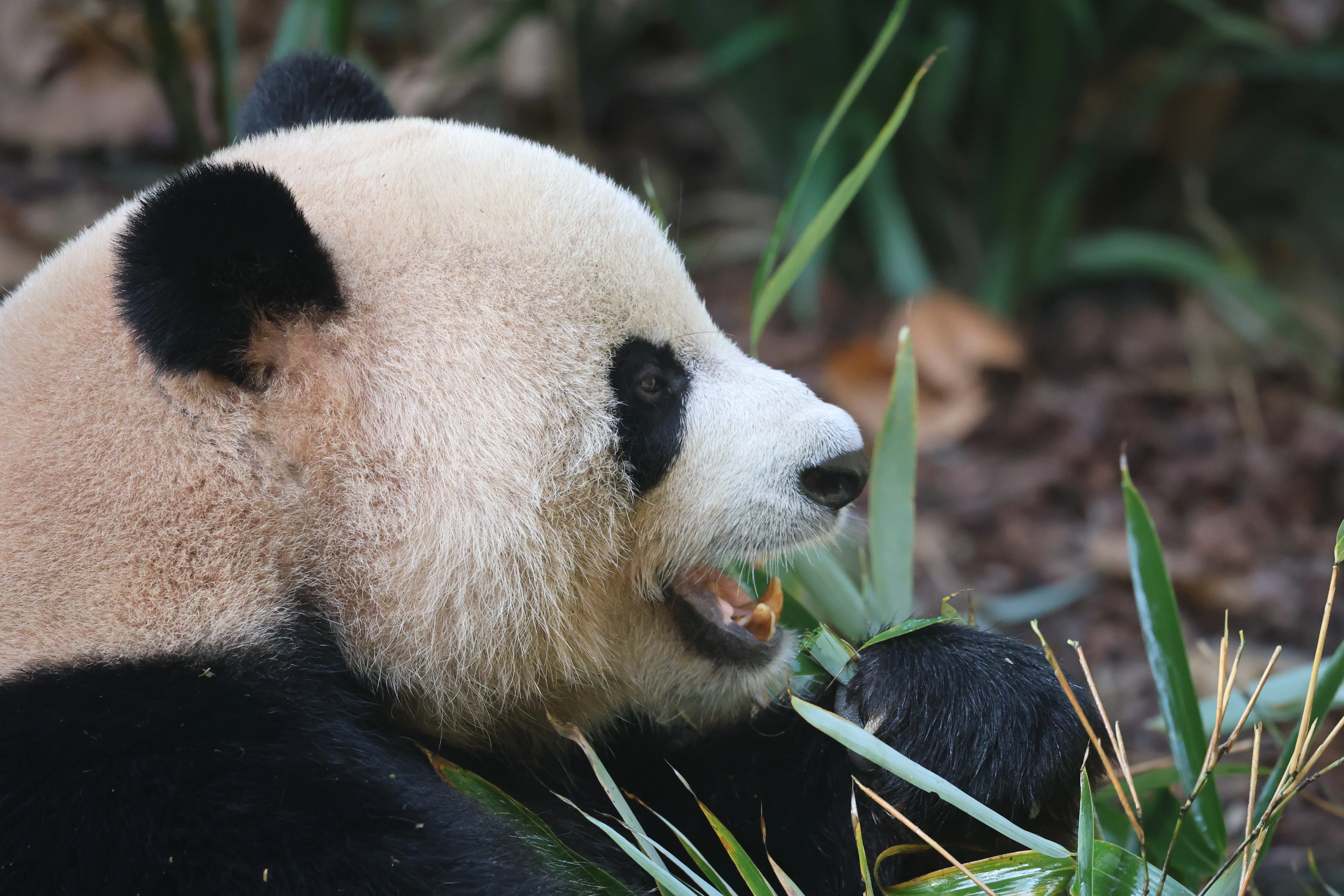 Chengdu Field Research Centre for Giant Pandas of CRBGPB