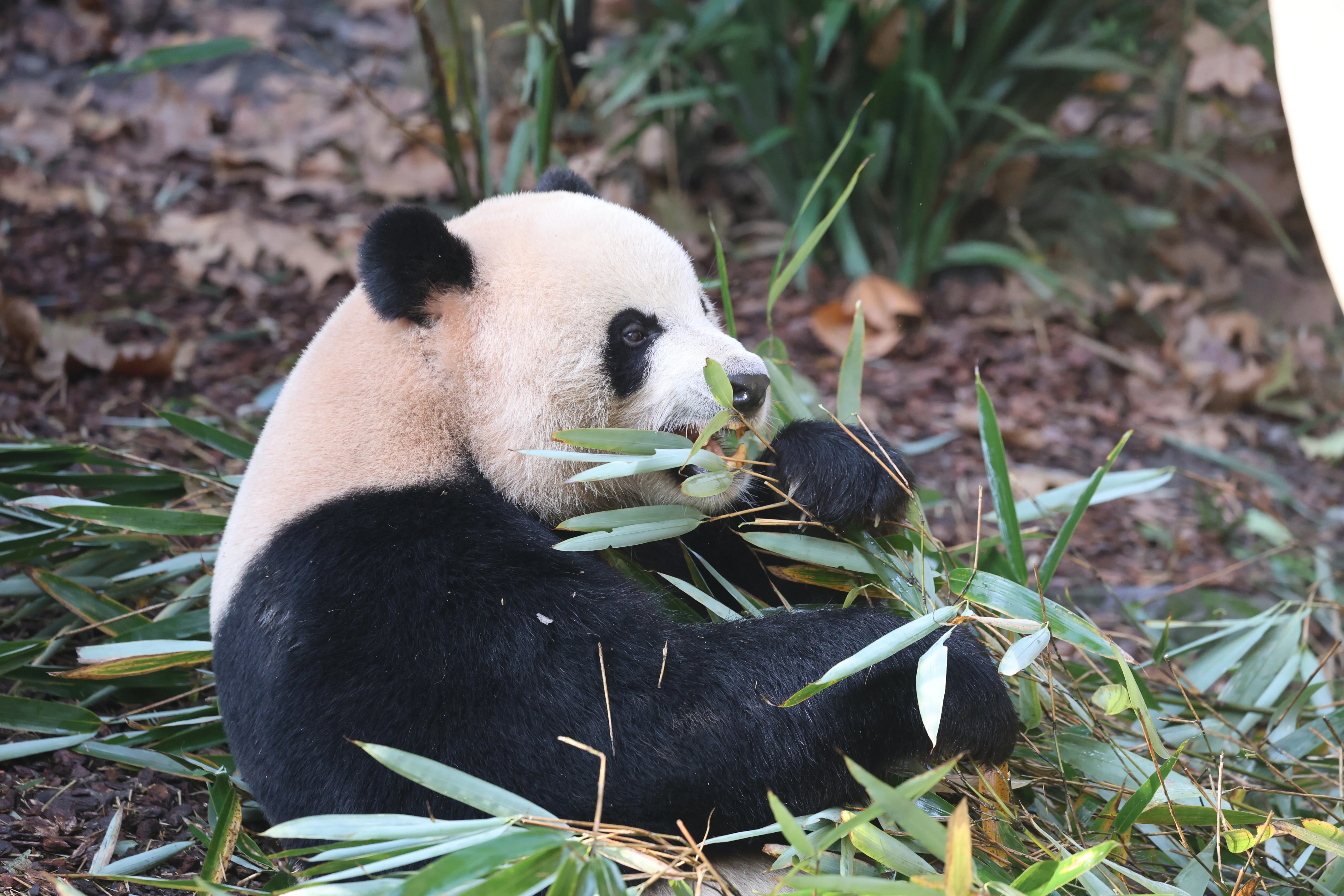 Chengdu Field Research Centre for Giant Pandas of CRBGPB