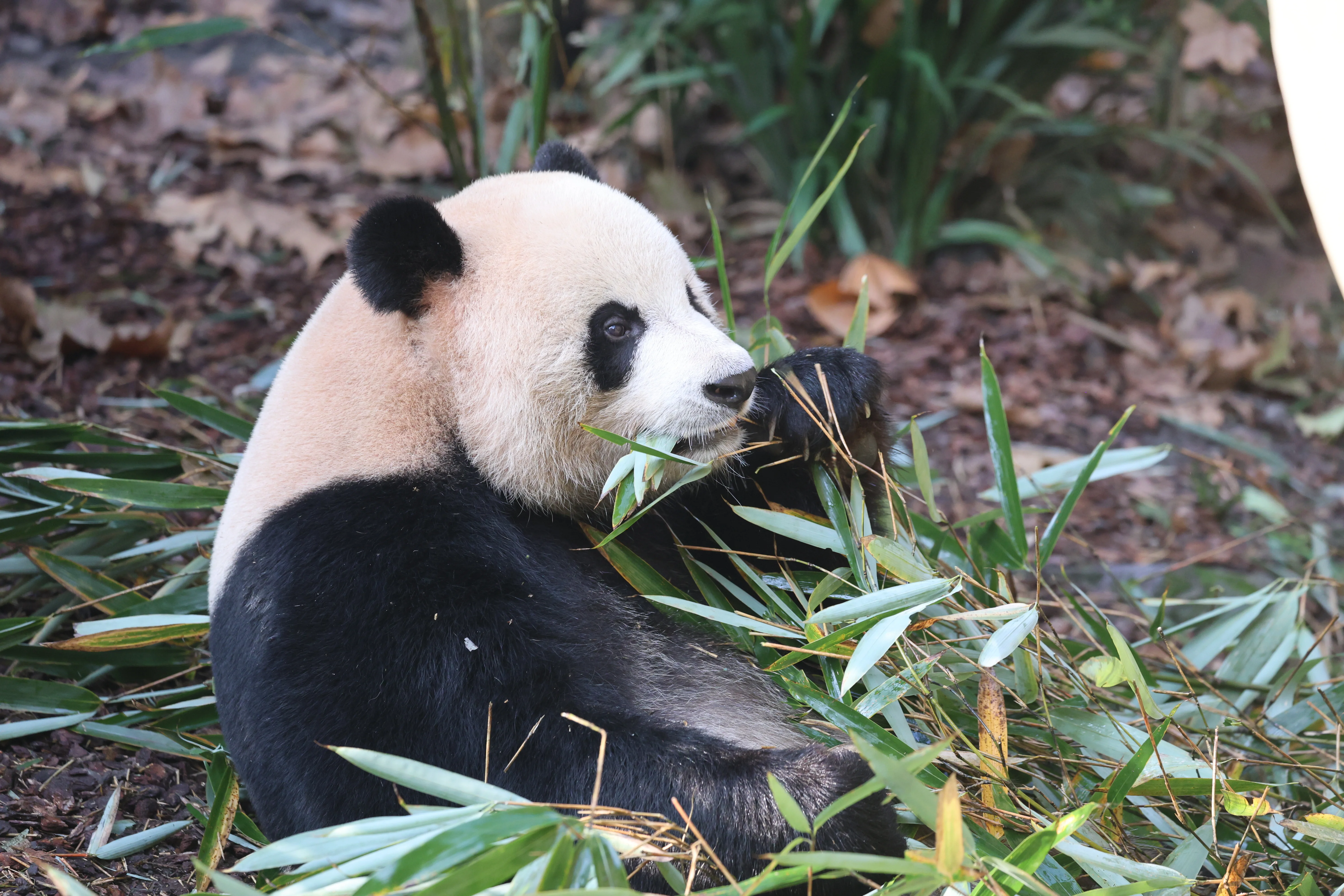 Chengdu Field Research Centre for Giant Pandas of CRBGPB