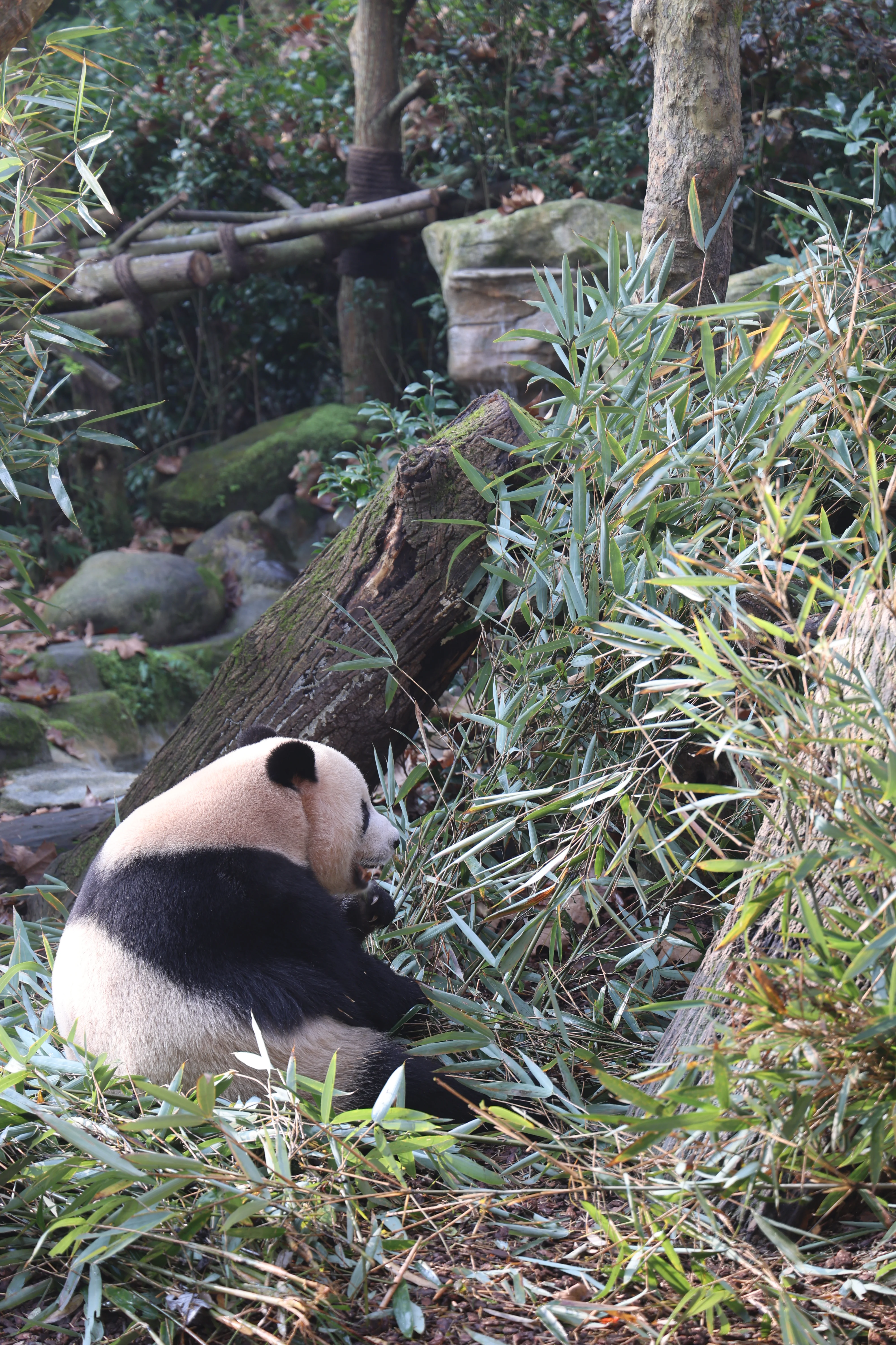Chengdu Field Research Centre for Giant Pandas of CRBGPB